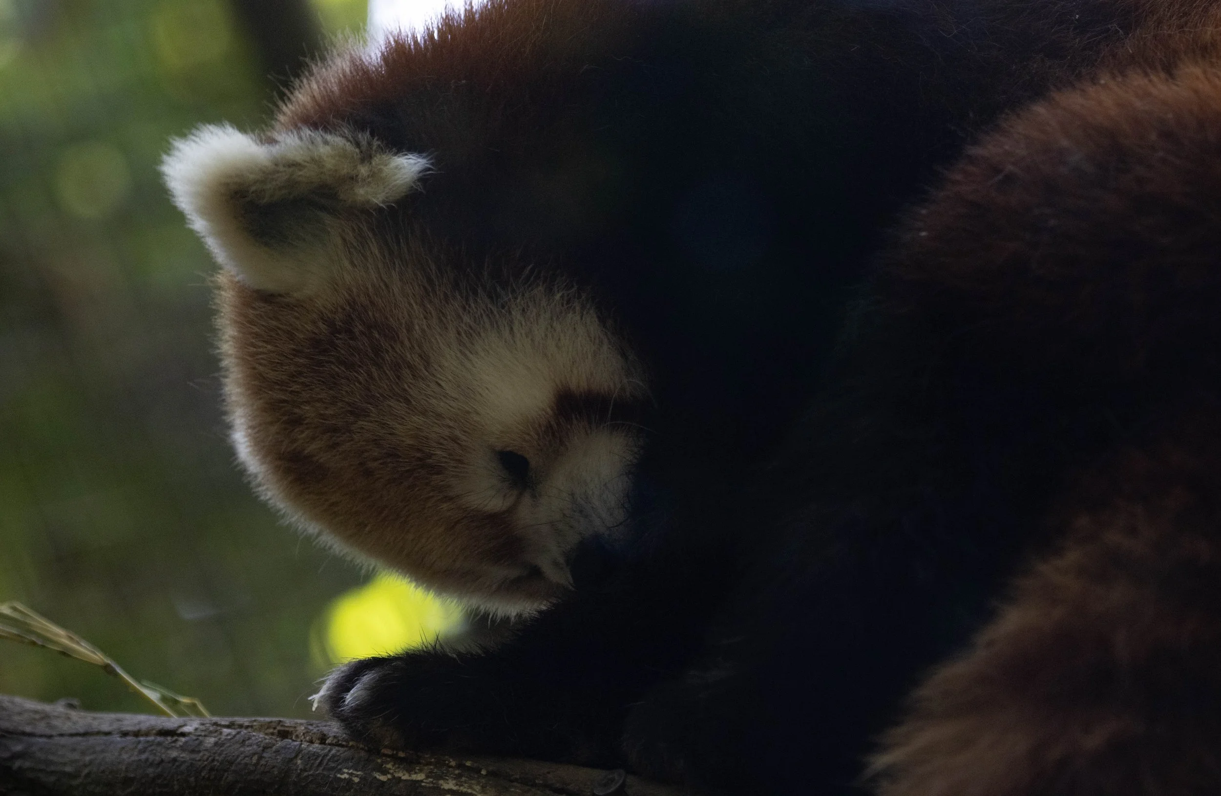 red panda (1 of 1) (1).jpg