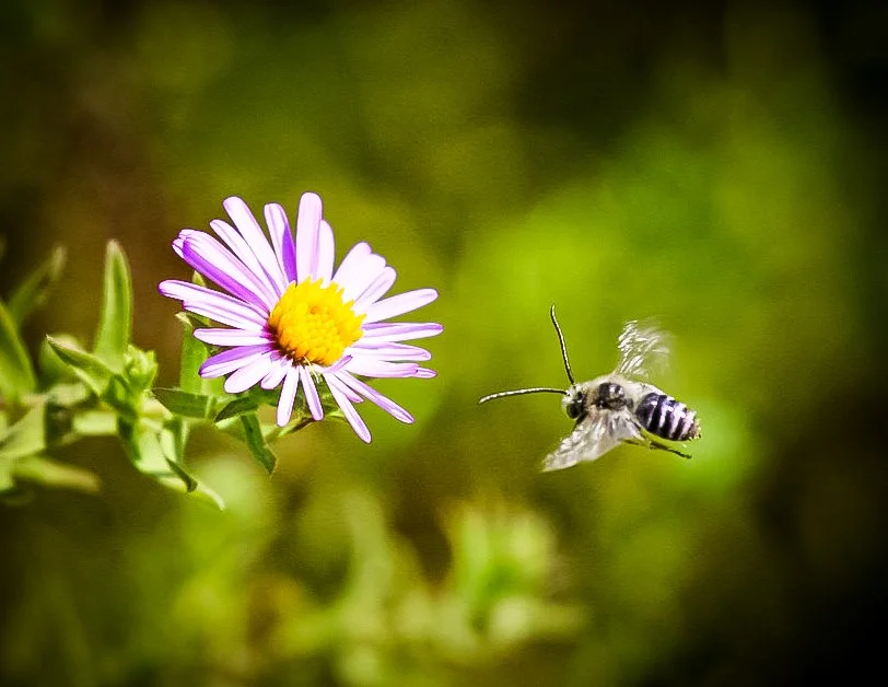 Copy of bee and flower.jpg