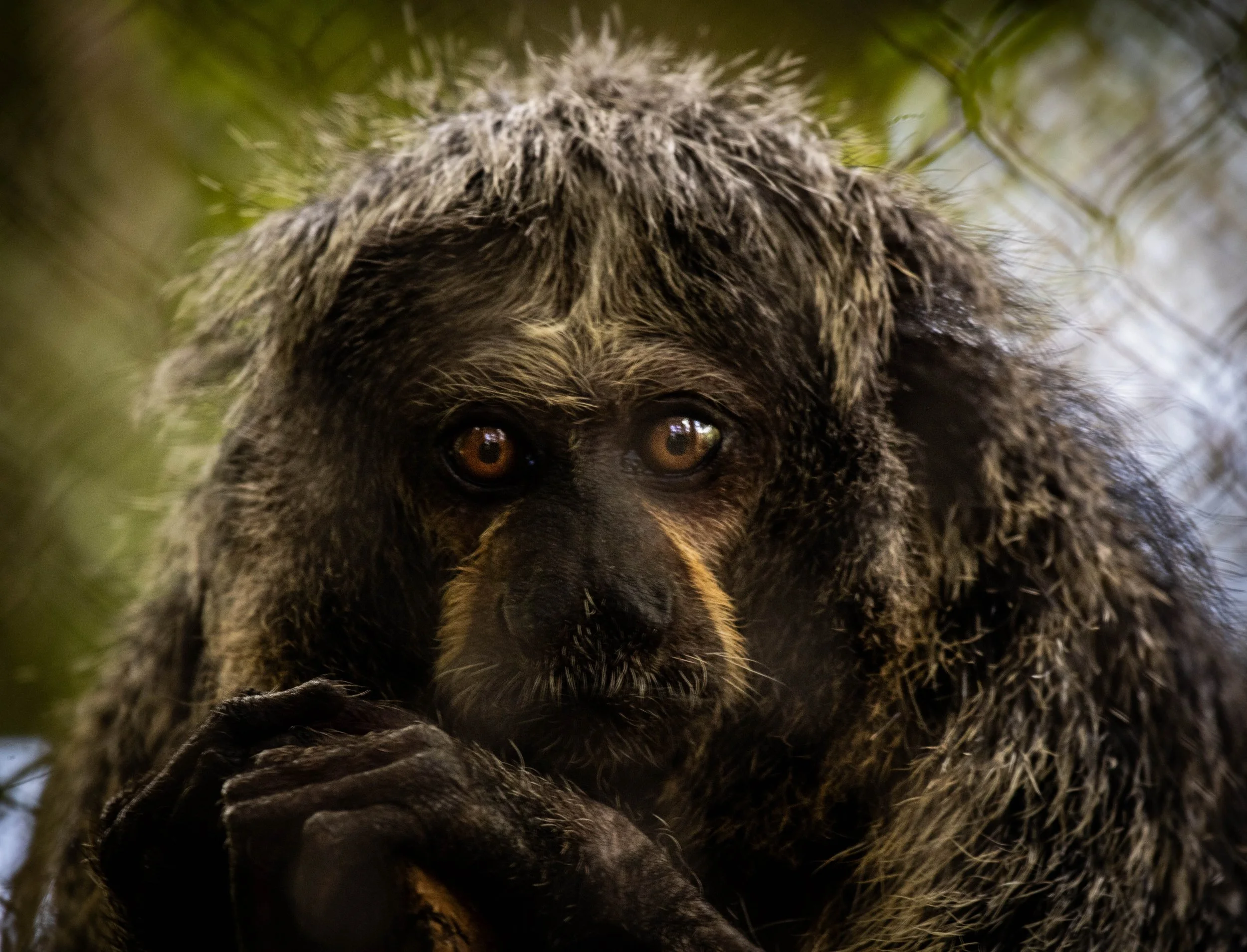 Howler monkey (1 of 1).jpg