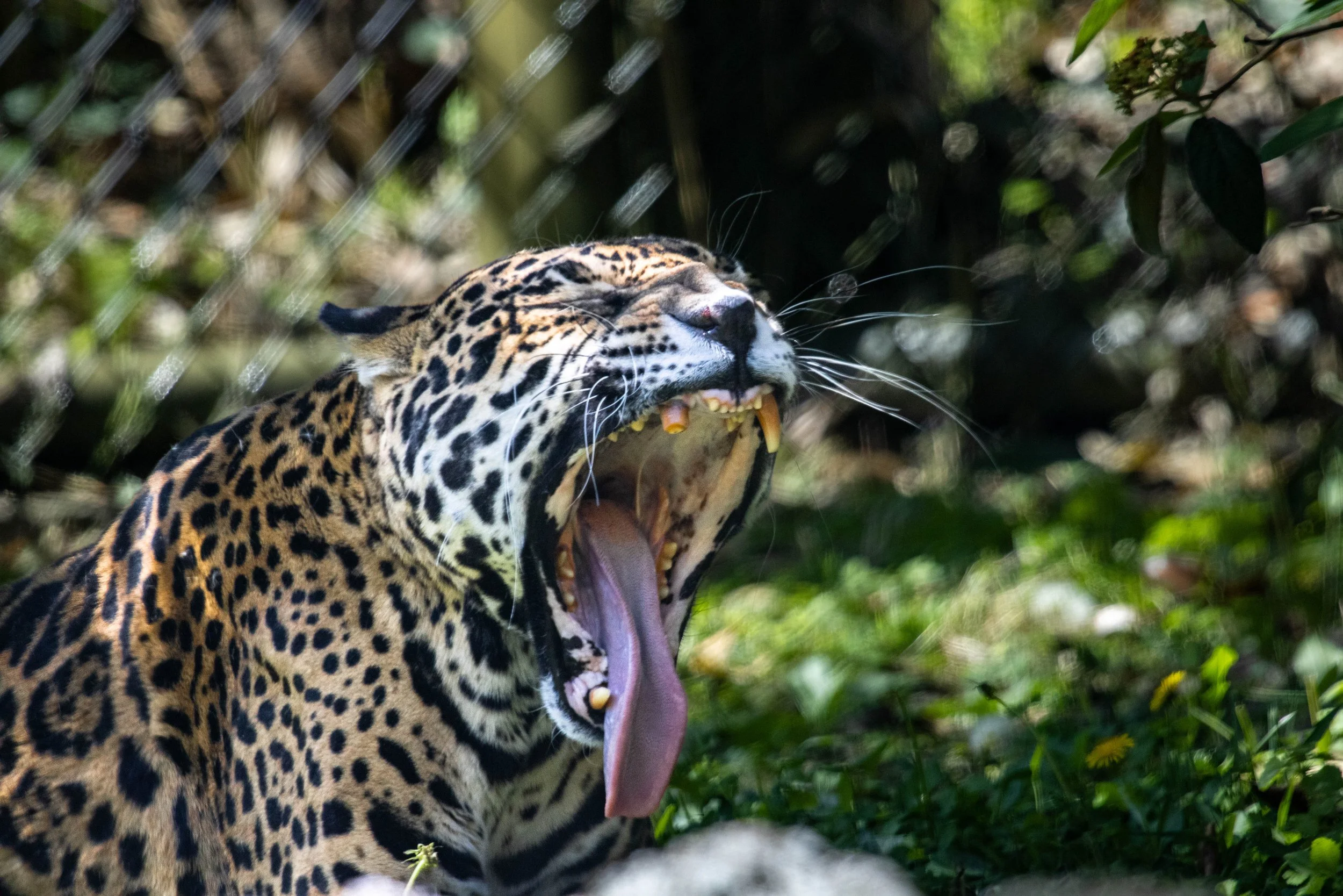jaguar yawn (1 of 1).jpg