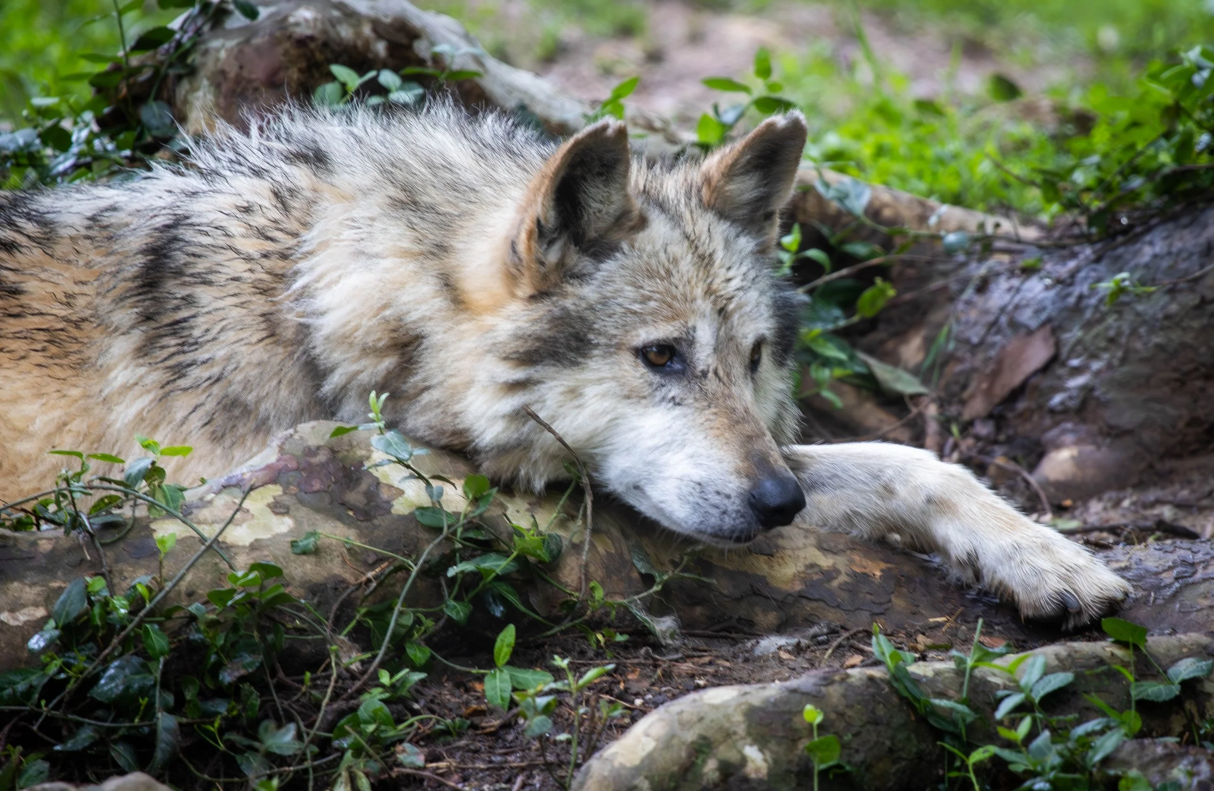 Gray Wolf 2 (1 of 1).jpg