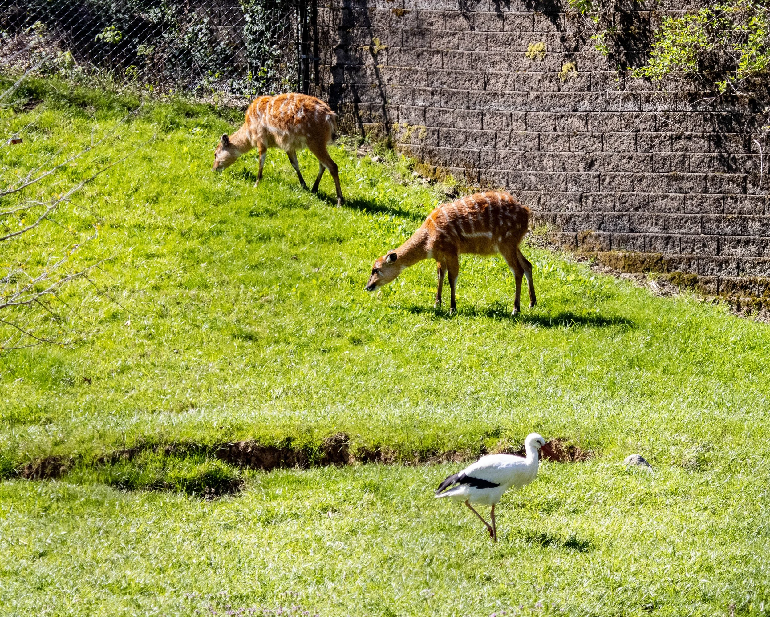 Copy of african rift mutiple animals (1 of 1).jpg
