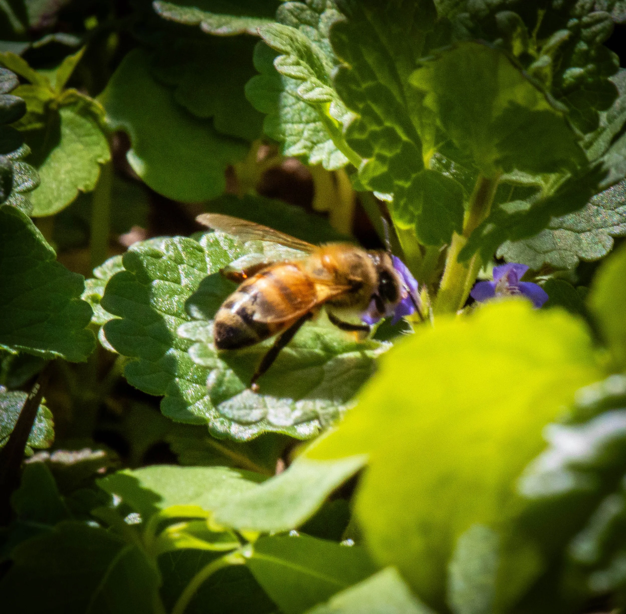 Copy of honey bee (1 of 1).jpg