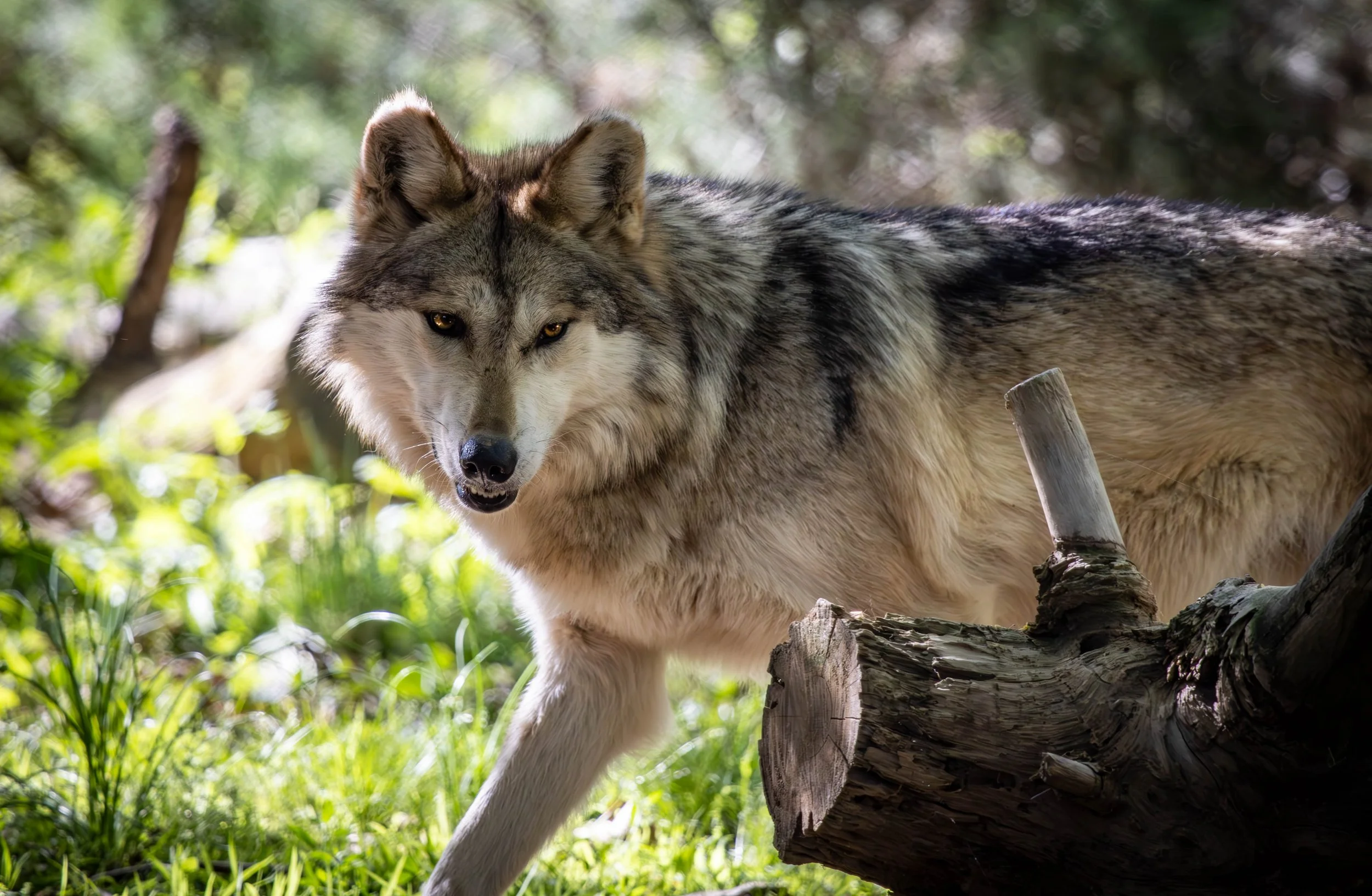 Mexican Gray Wolf 6 (1 of 1).jpg
