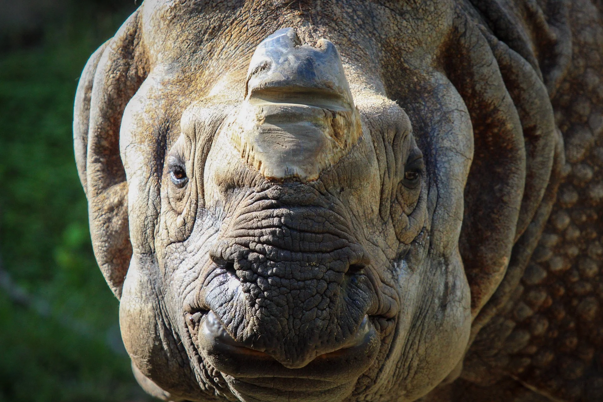 Copy of Greater One Horned Rhinoceros.jpg