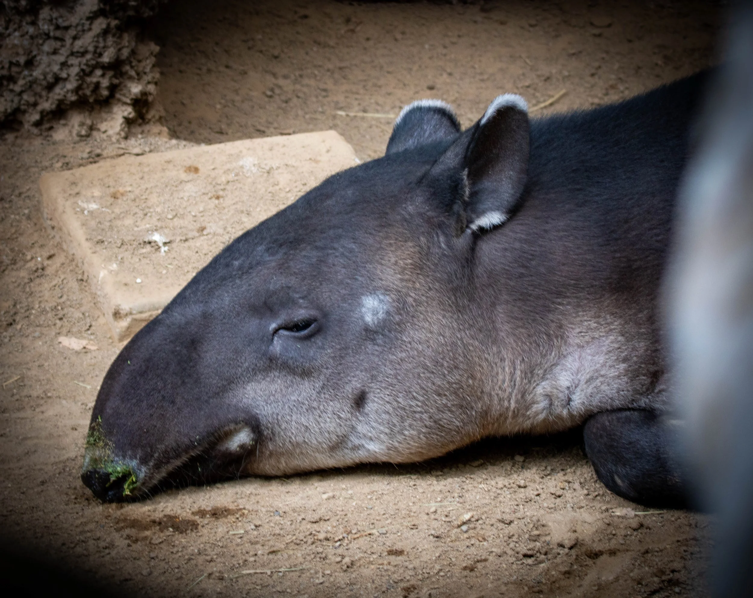 Copy of Baird_s Tapir.jpg