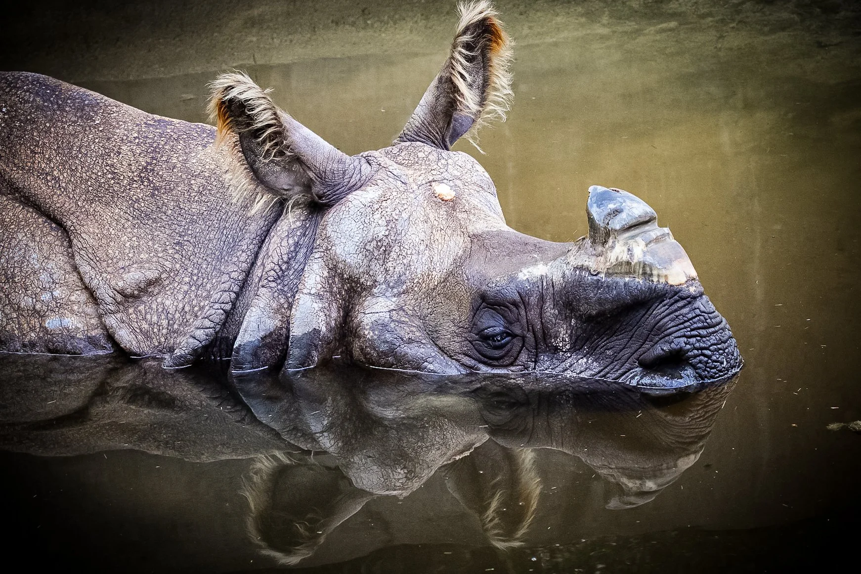 Copy of Greater One Horned Rhinoceros(2).jpg