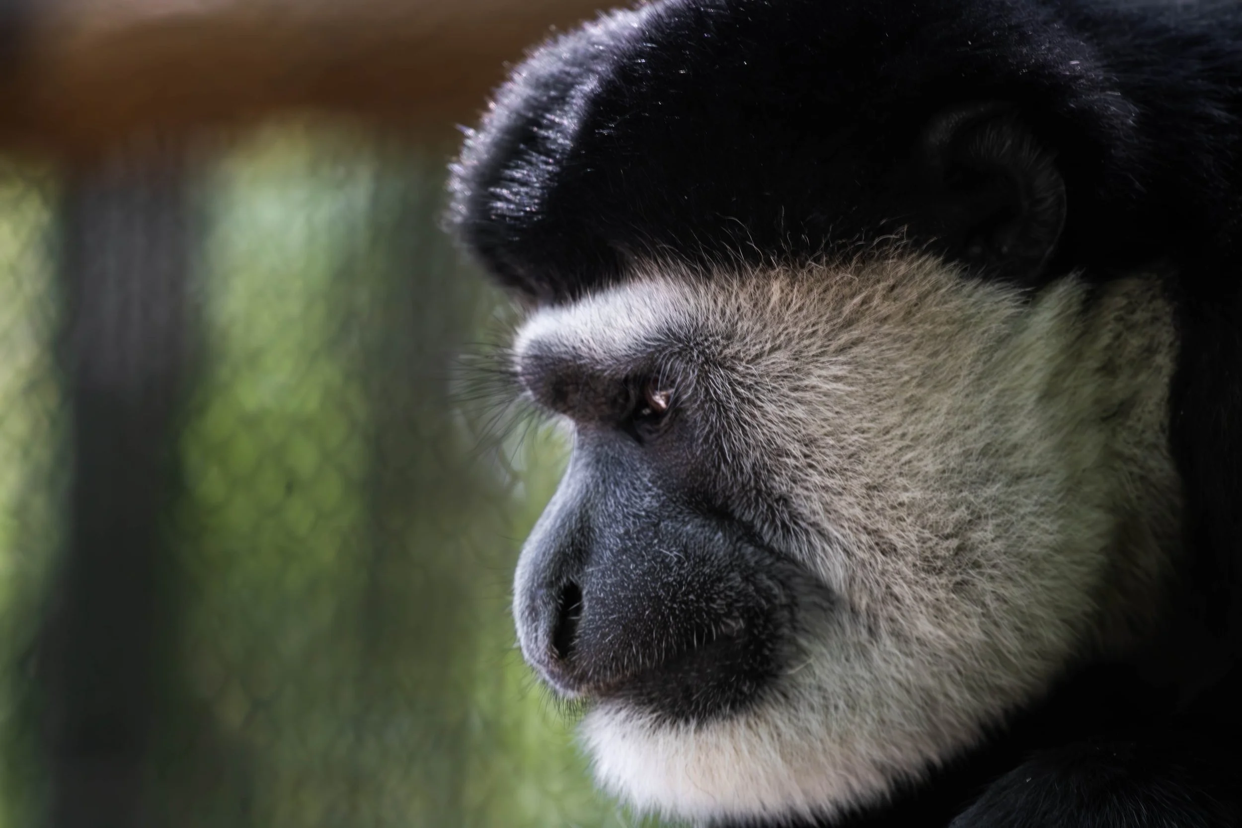 Colobus Monkey.jpg