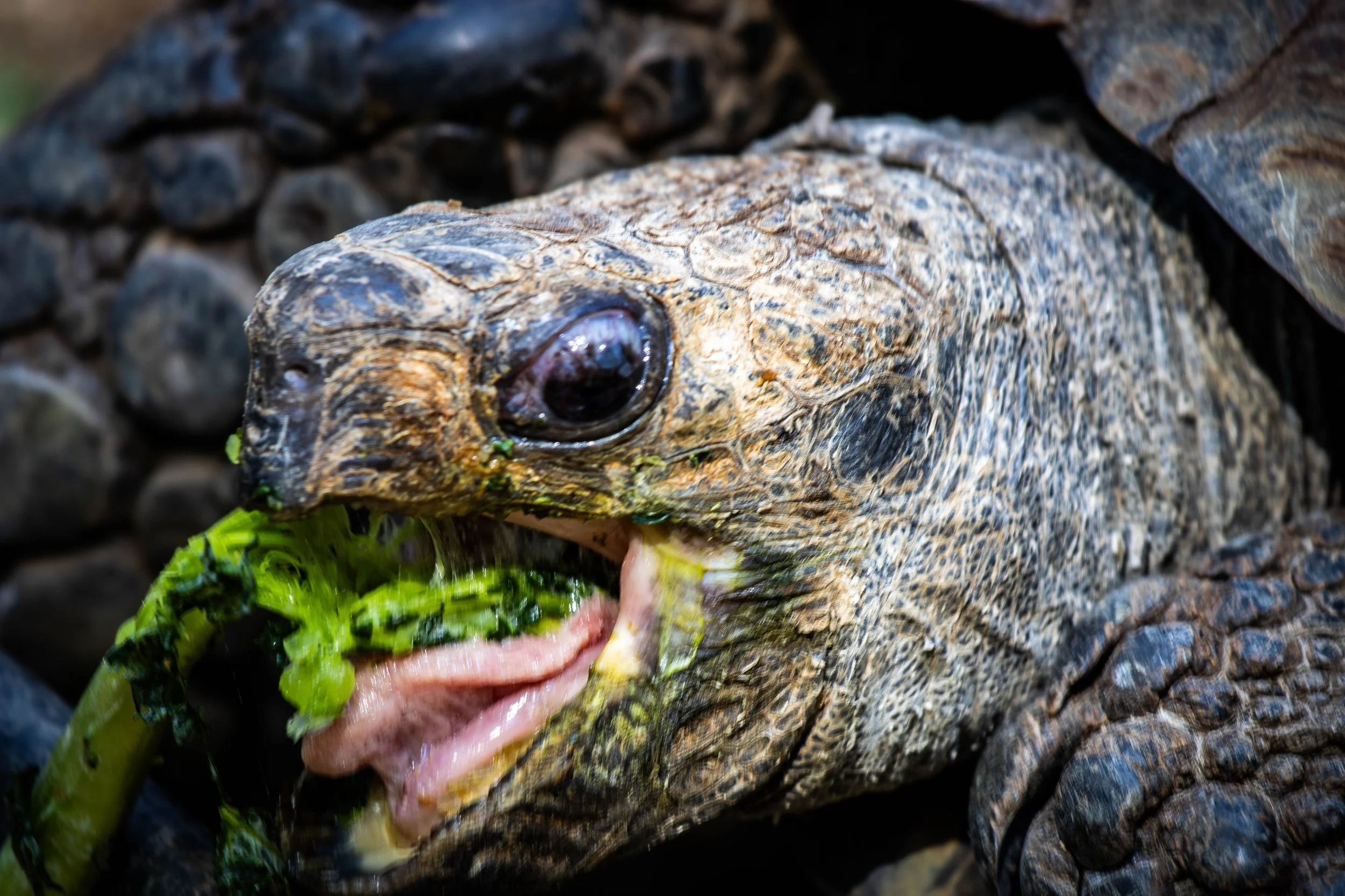 Tortoise eating (1 of 1).jpg