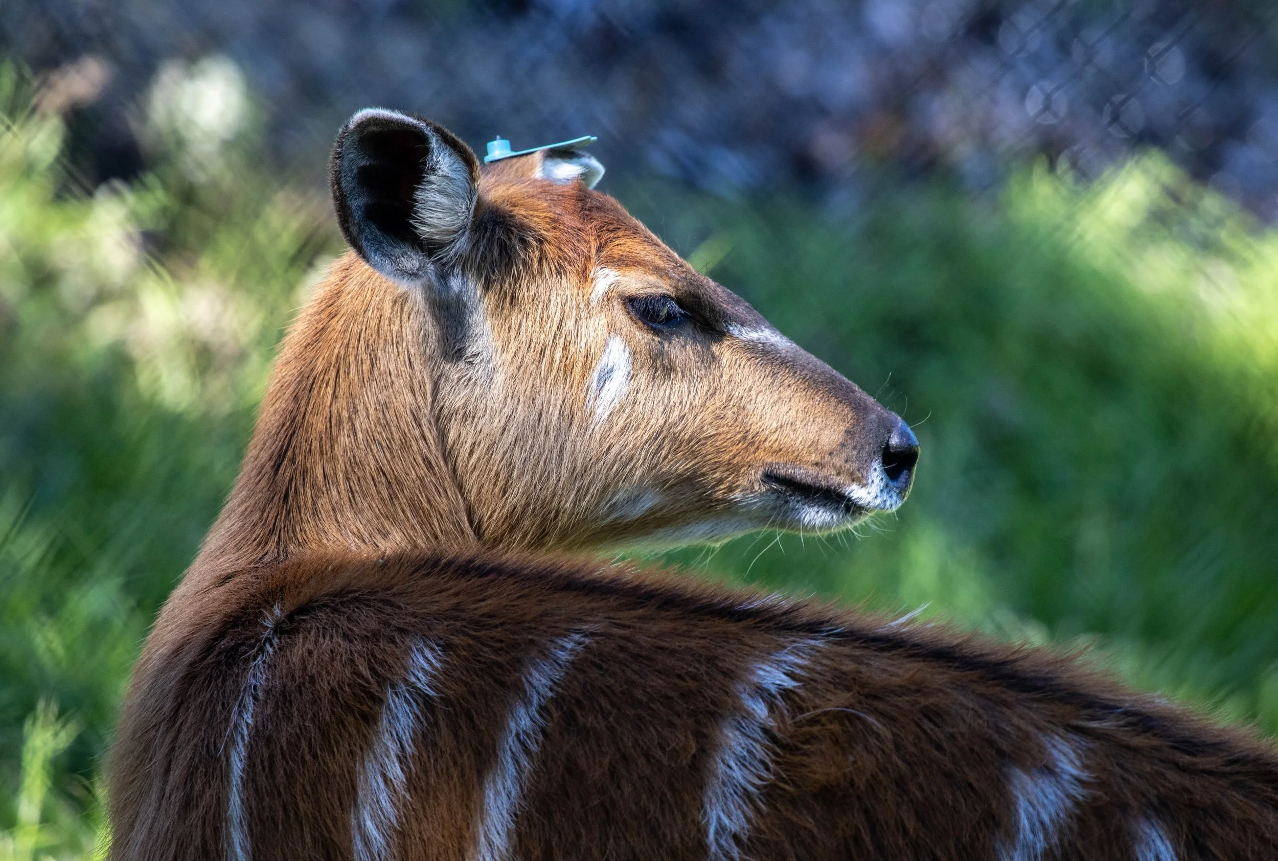 sitatunga (1 of 1).jpg