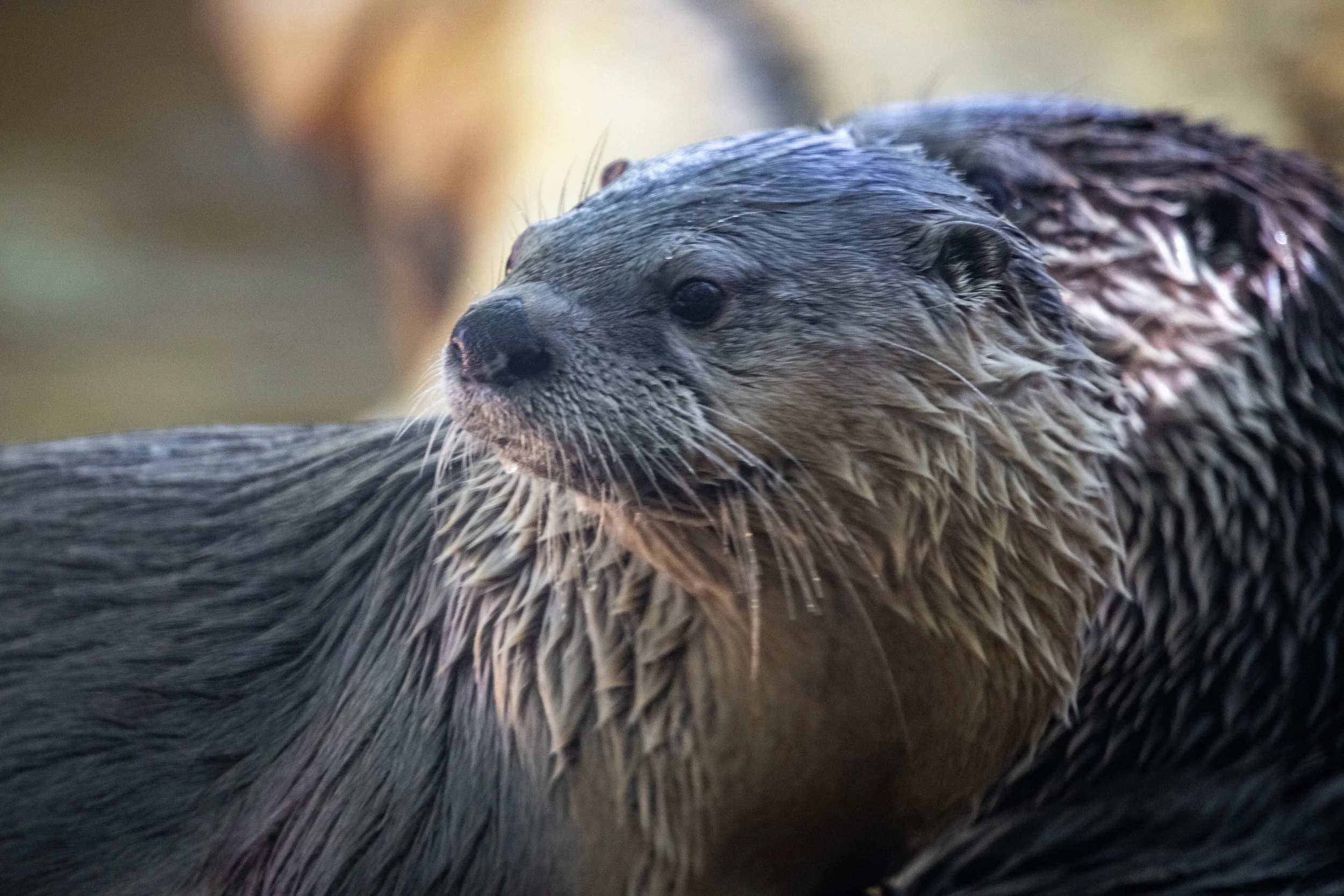 Copy of otter (1 of 1).jpg