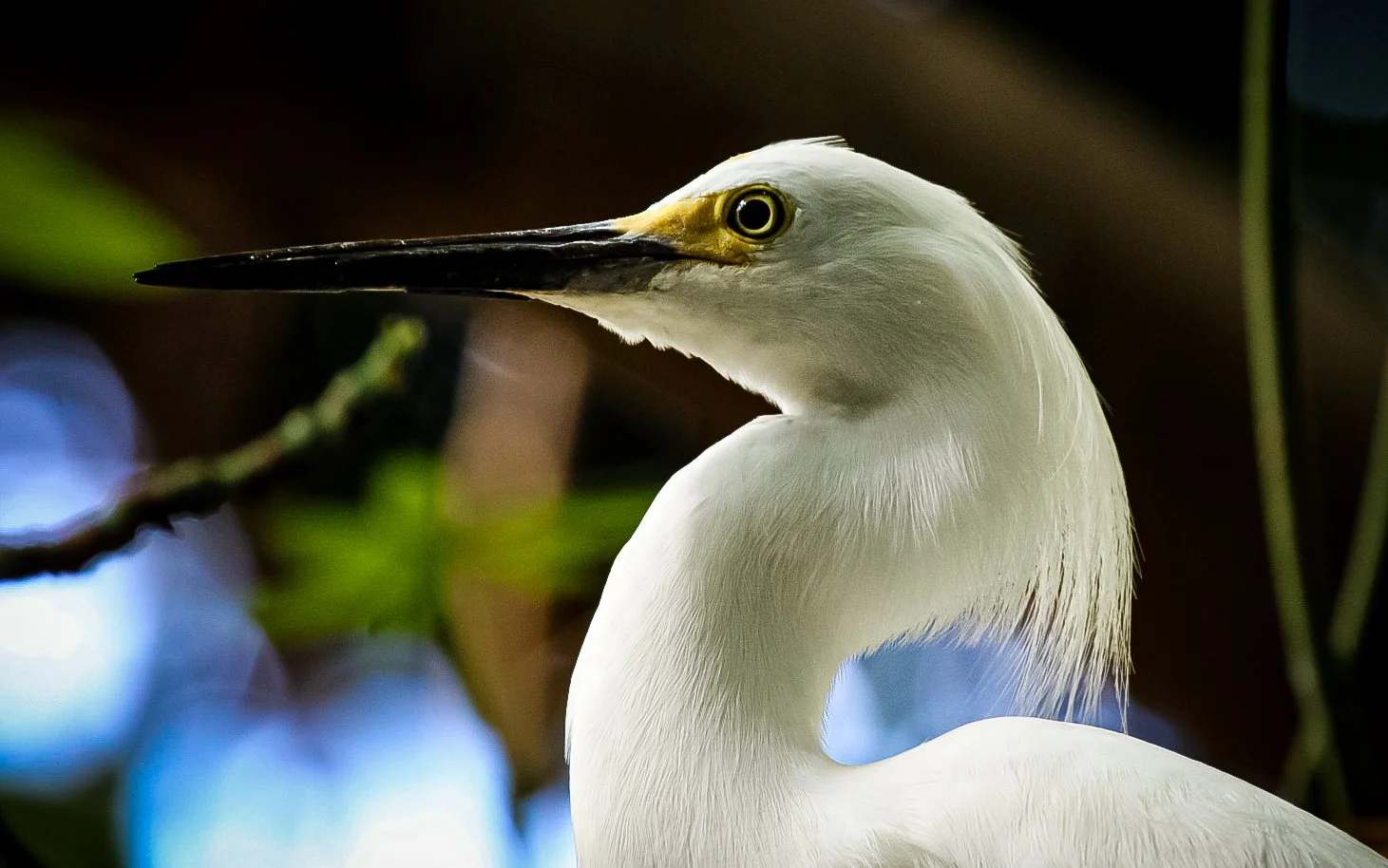 Copy of Snowy Egret.jpg