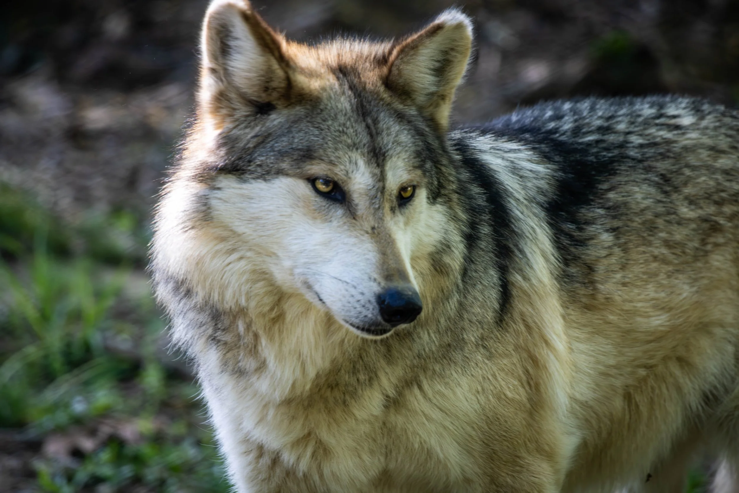 Mexican Gray Wolf 4 (1 of 1).jpg