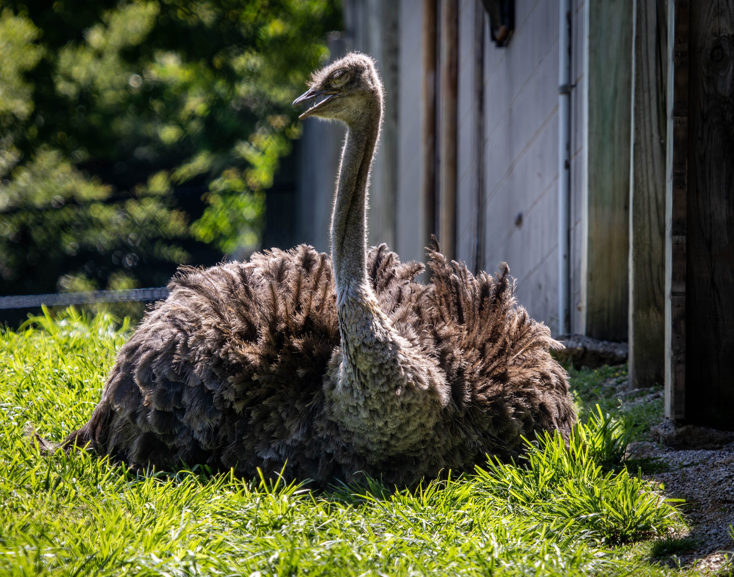 Ostrich (1 of 1).jpg