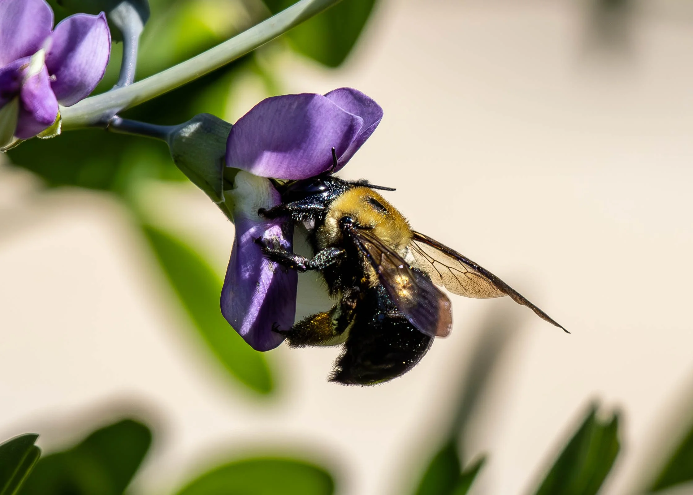 bee personal (1 of 1).jpg