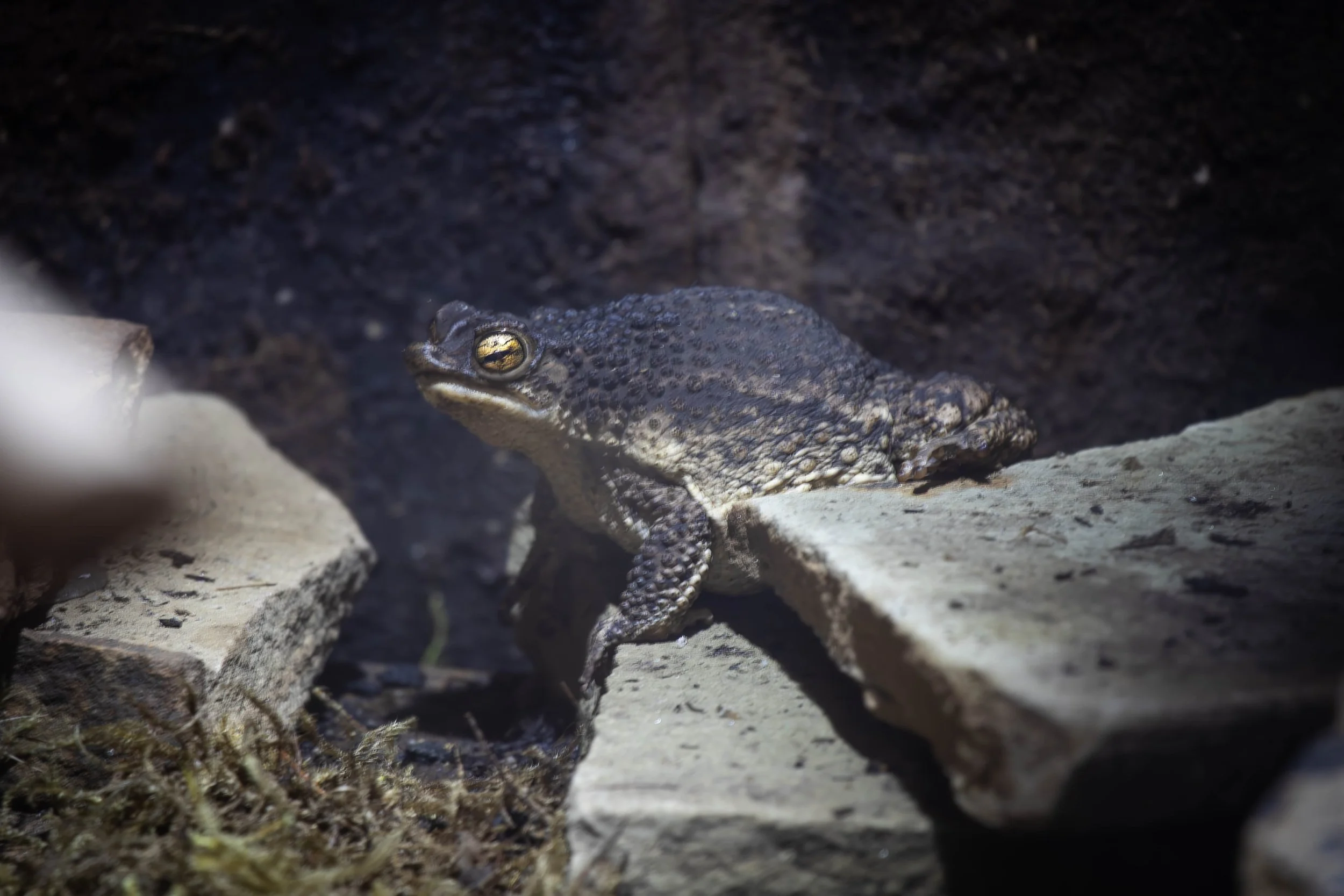 Puerto Rican Crested Toad.jpg