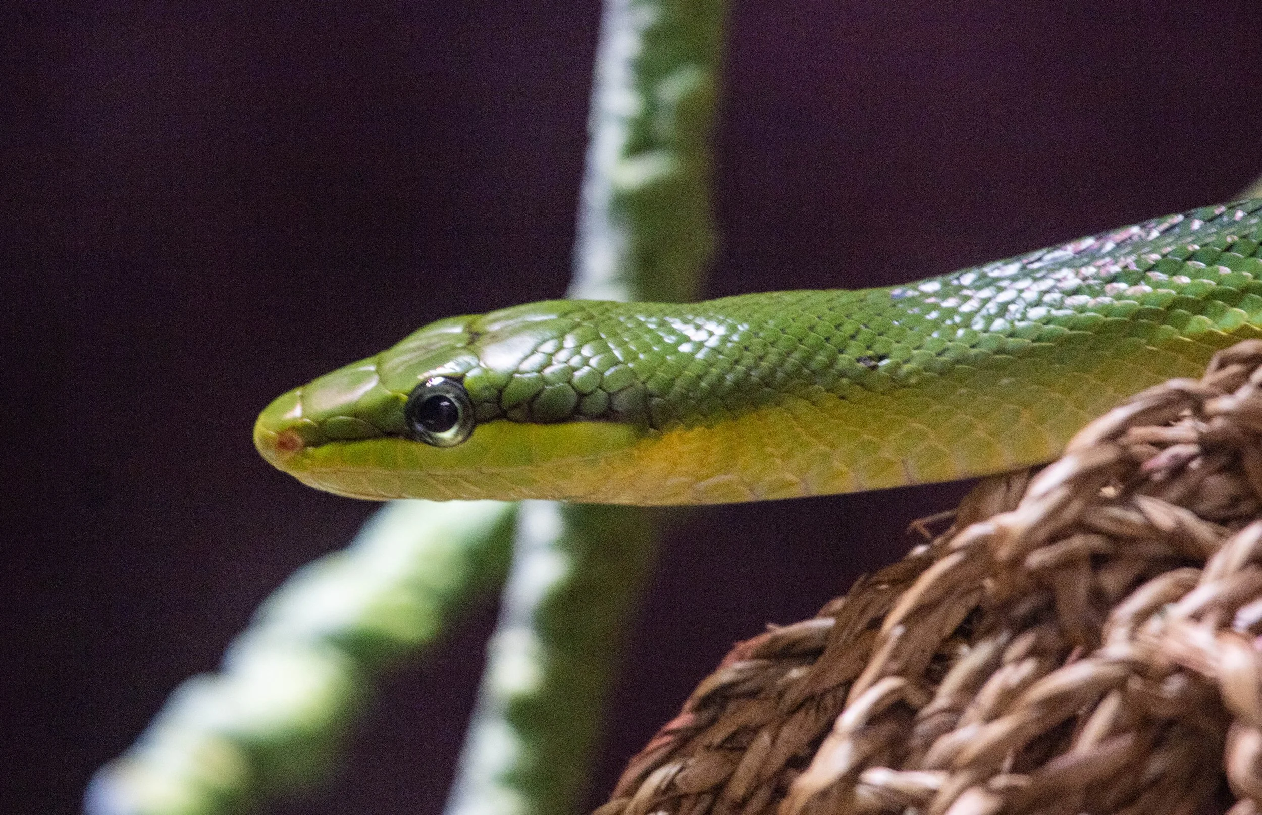 green rat snake (1 of 1).jpg