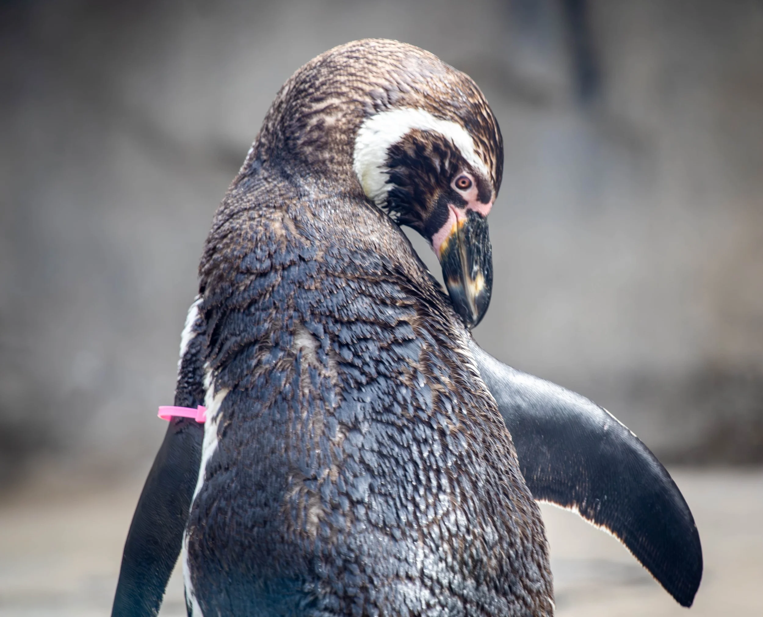 penguin (1 of 1)(1).jpg