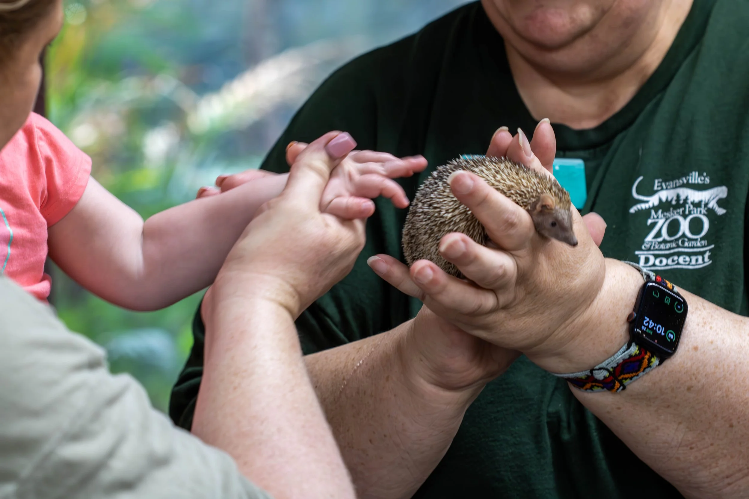 Person holding a hedgehog with others reaching out to touch it, at a zoo or zoo-related event.