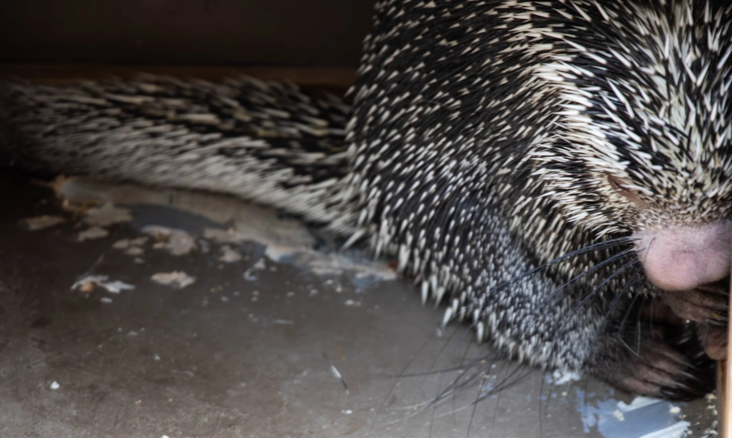 Copy of Prehensile-tailed Porcupine.jpg