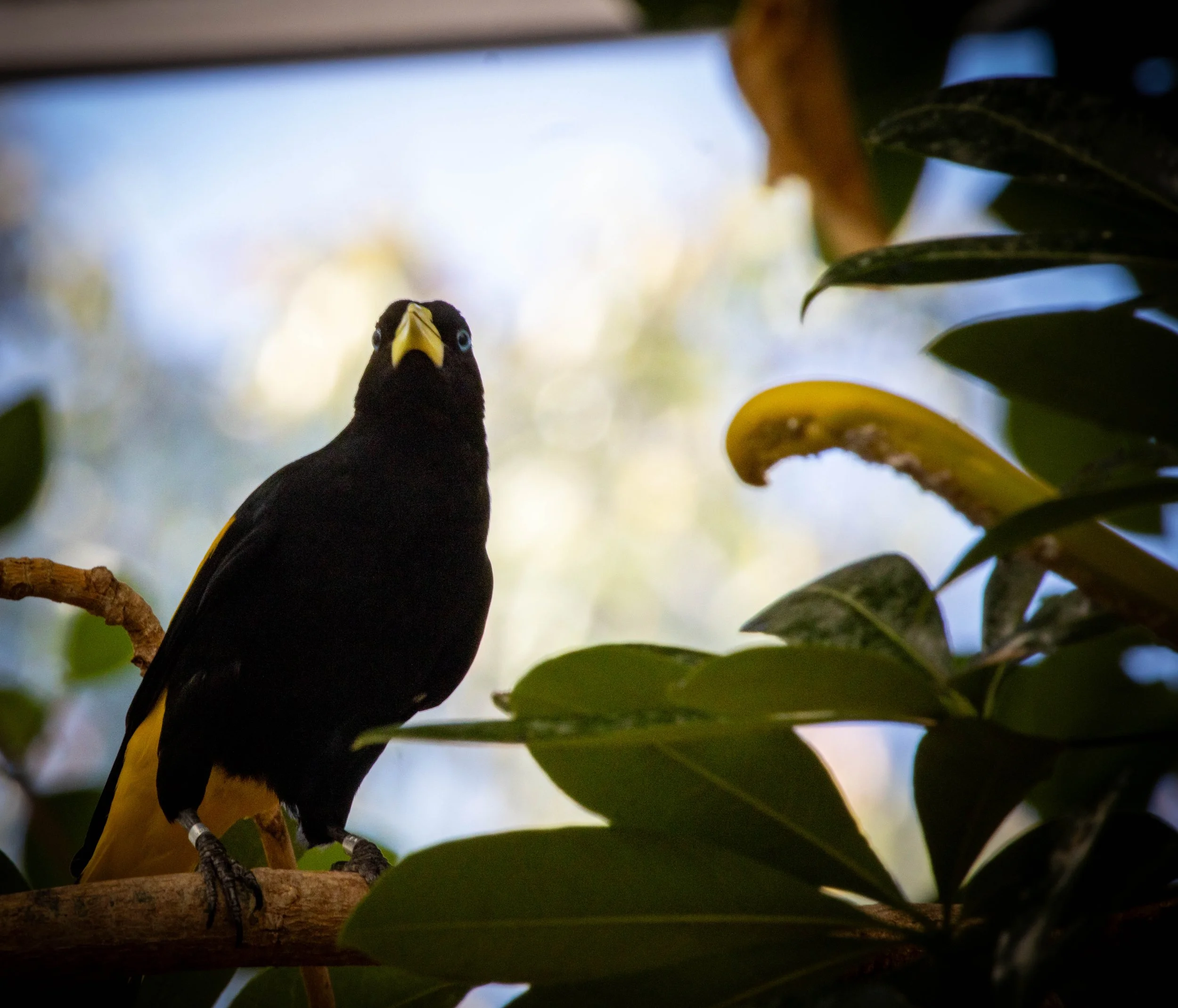 Yellow-rumped Cacique(1).jpeg