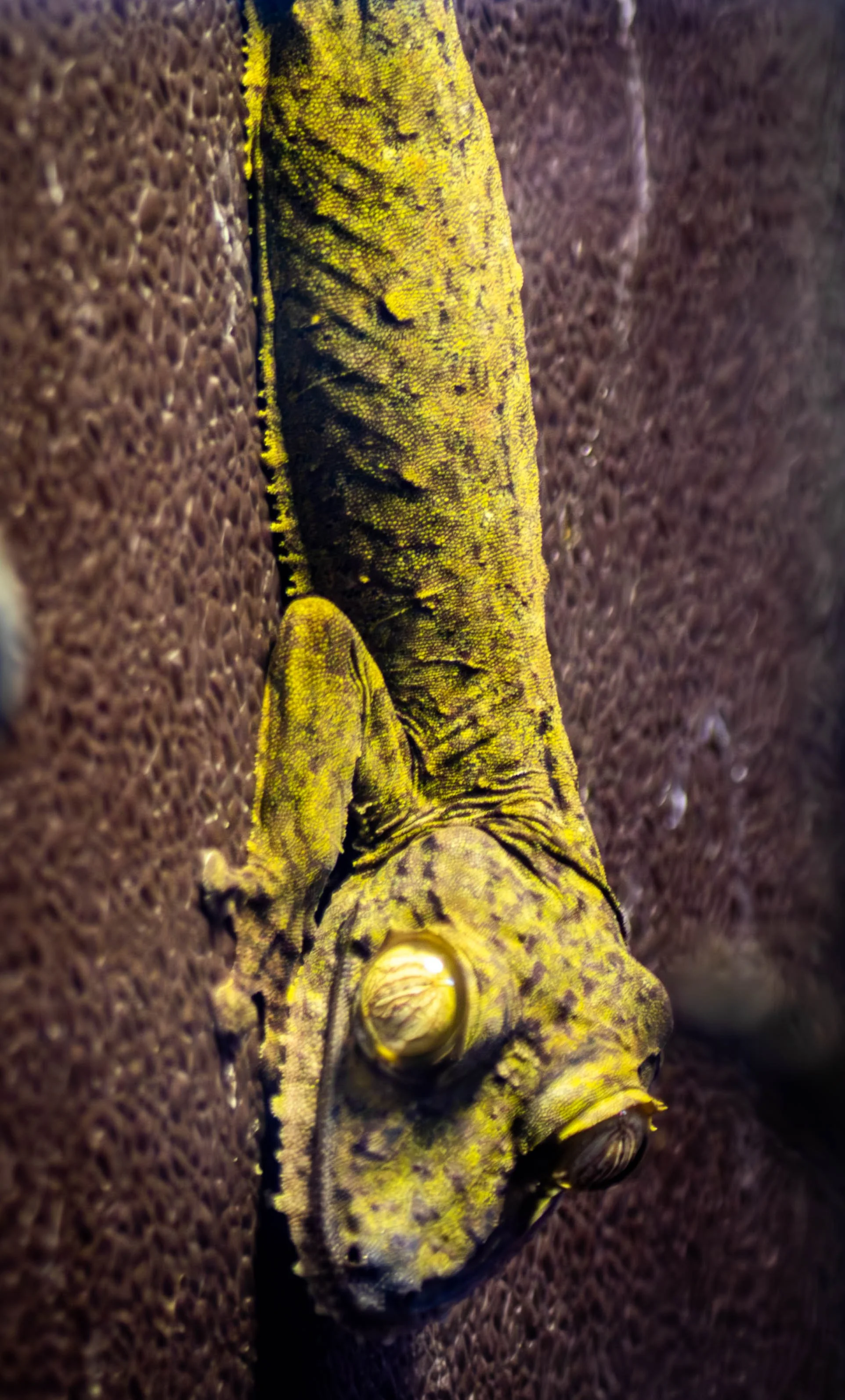 Flat atiled Gecko.jpg