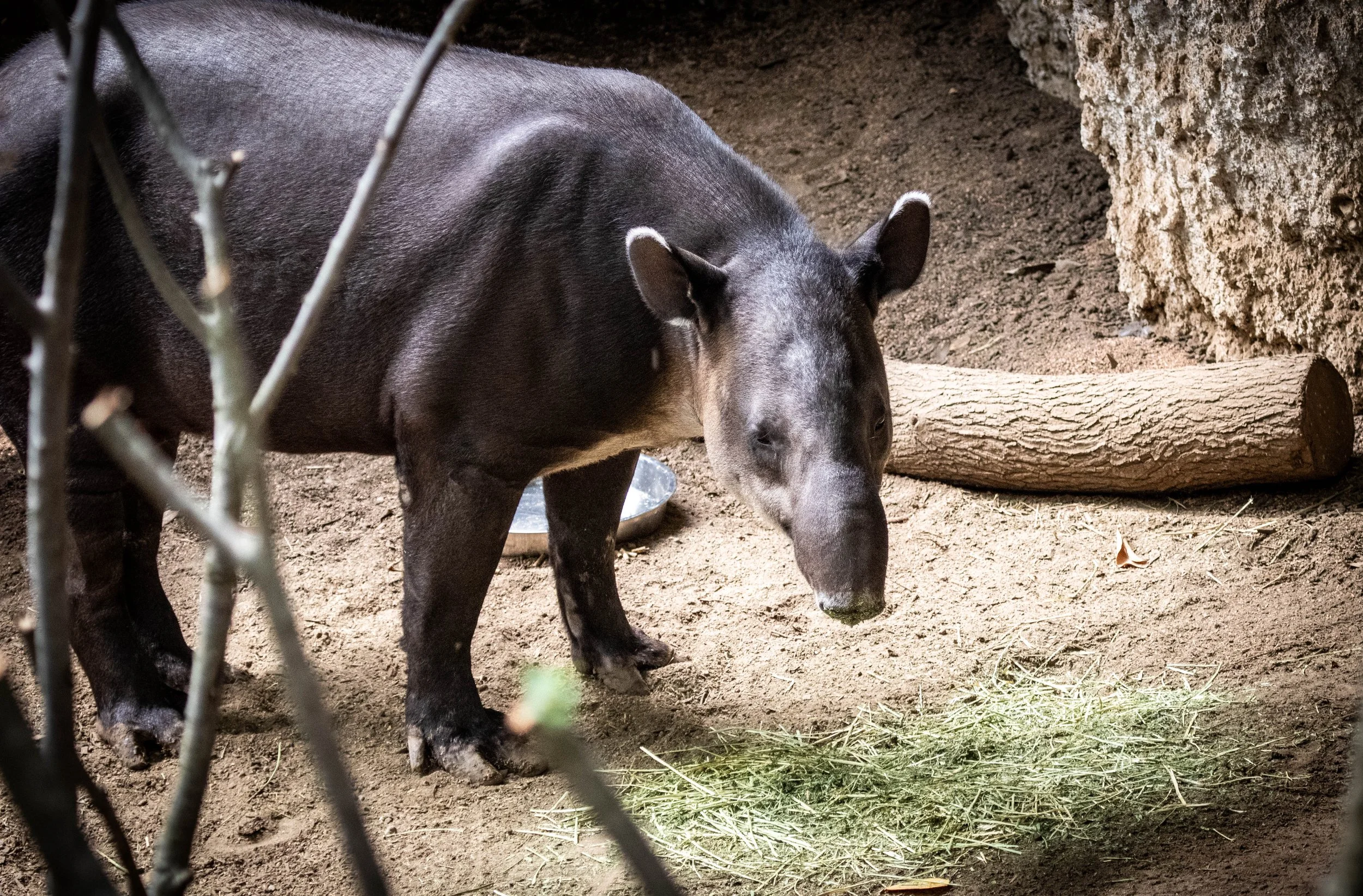 Tapir2 (1 of 1).jpg