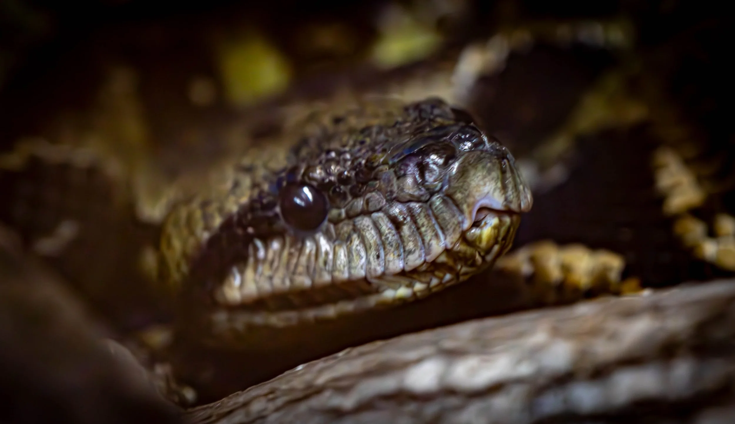 columbian tree boa (1 of 1).jpg