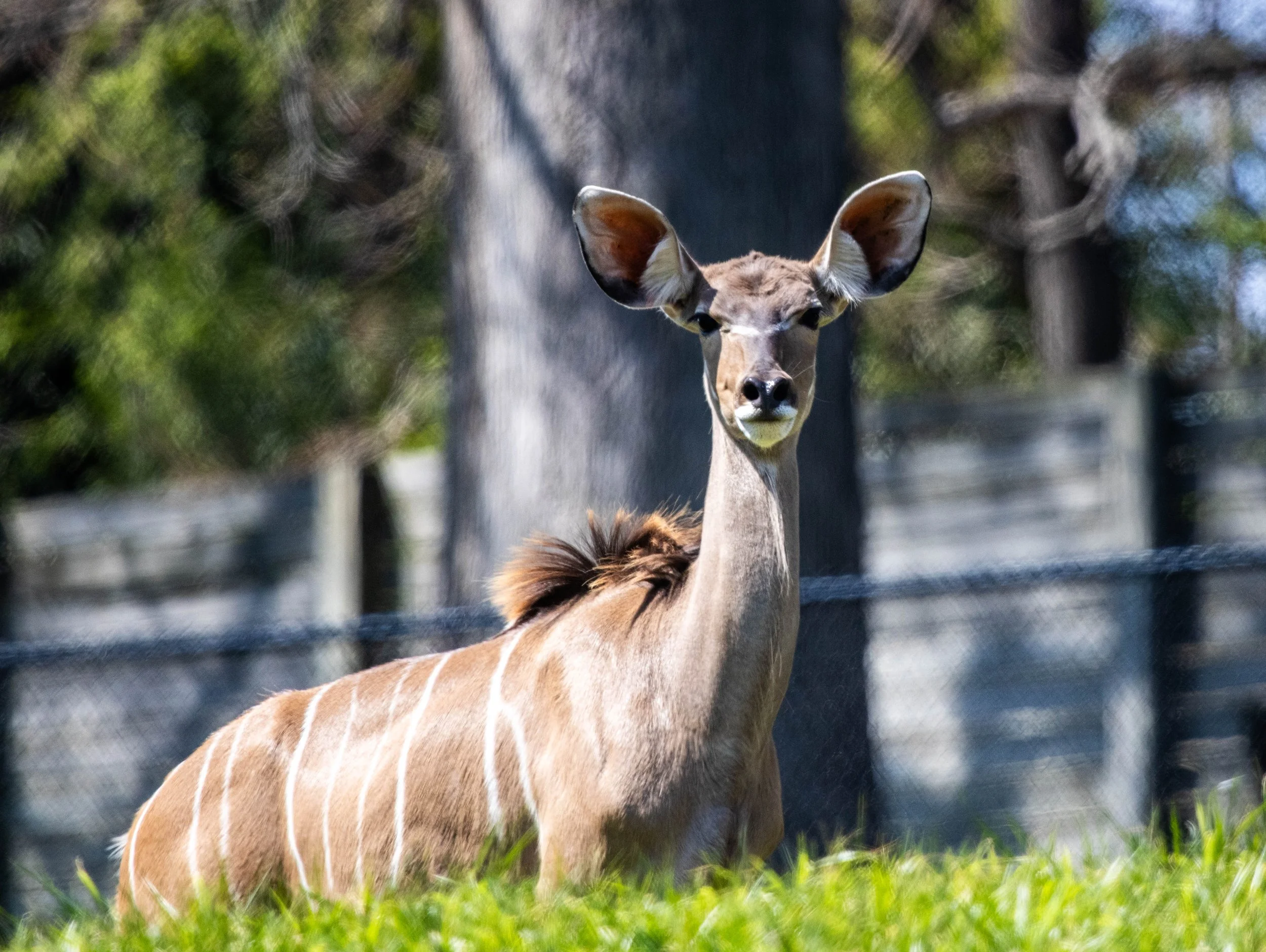 A giraffe with a long neck and large ears standing outdoors in a grassy area with trees in the background.