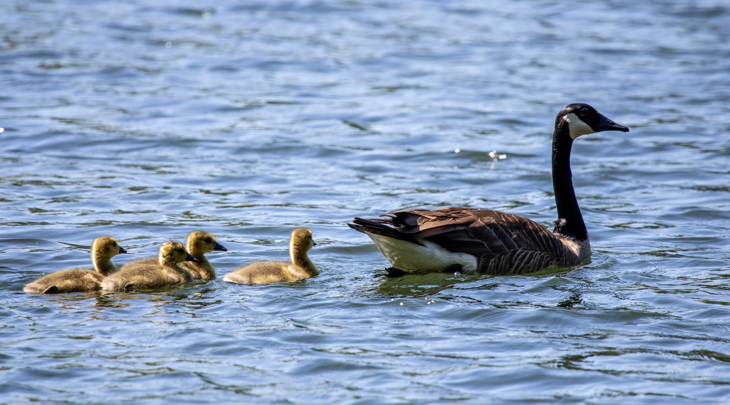 Goose and babies (1 of 1).jpg