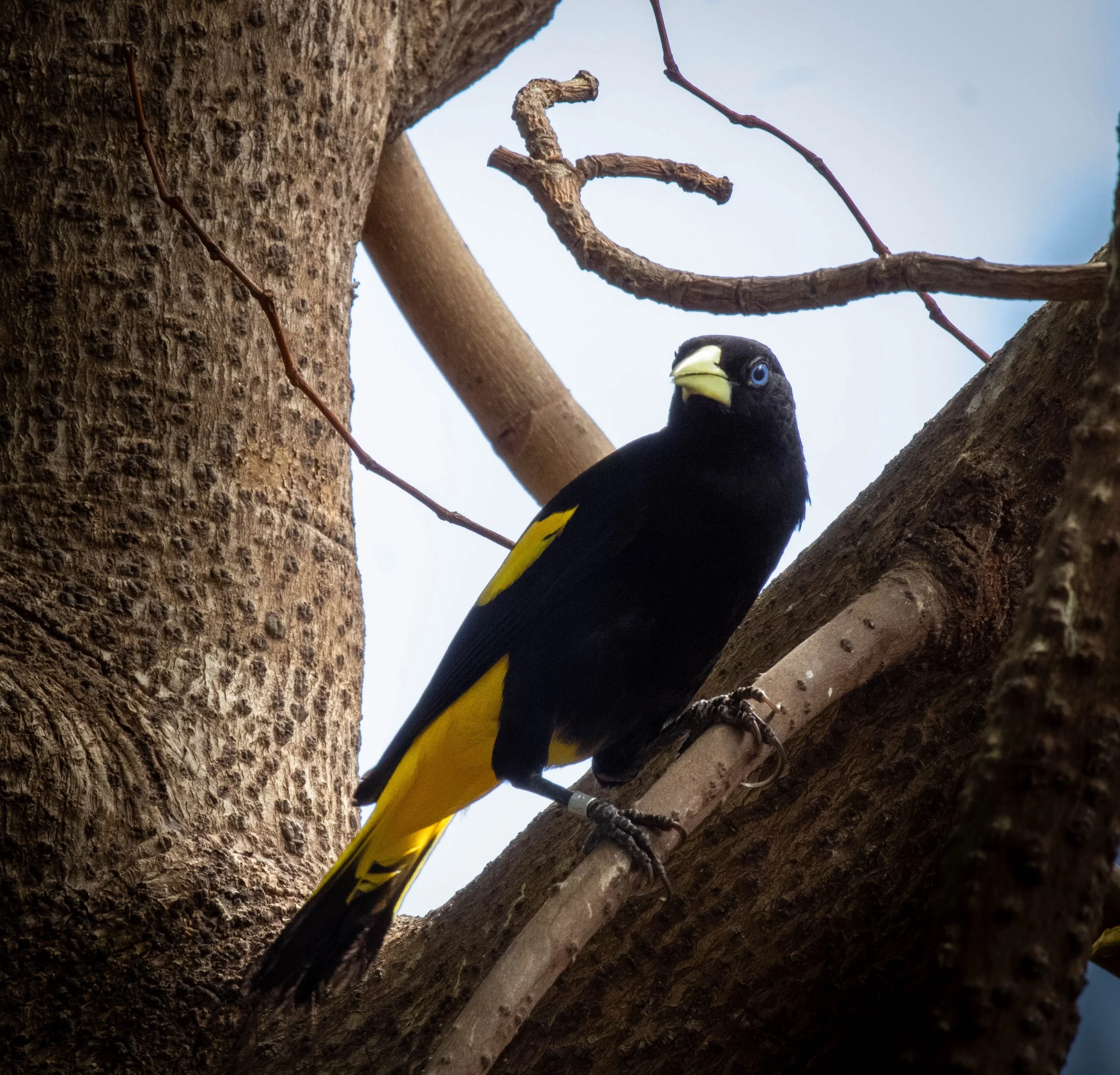 Yellow-rumped Cacique.jpeg