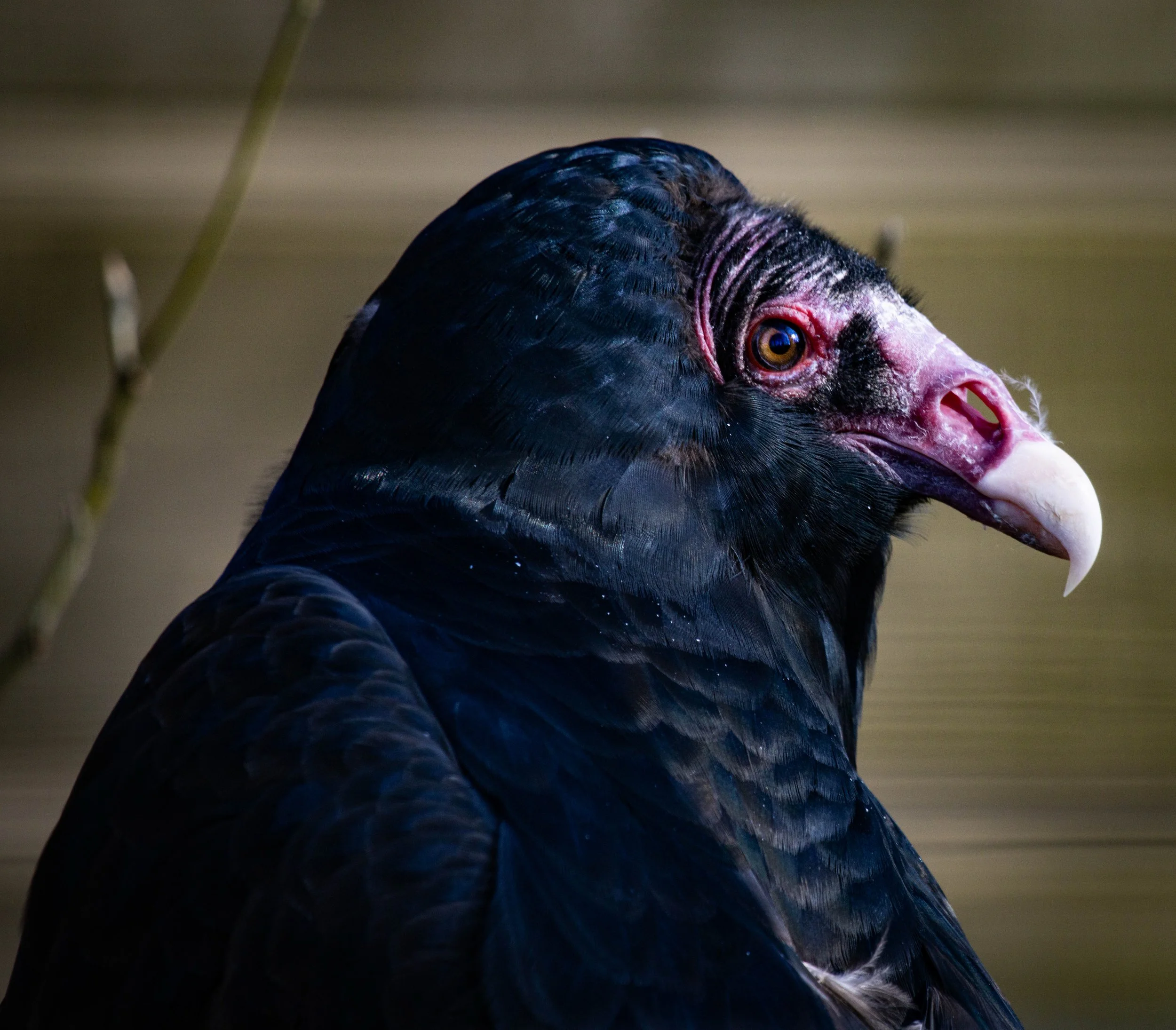 Copy of Turkey Vulture.jpg