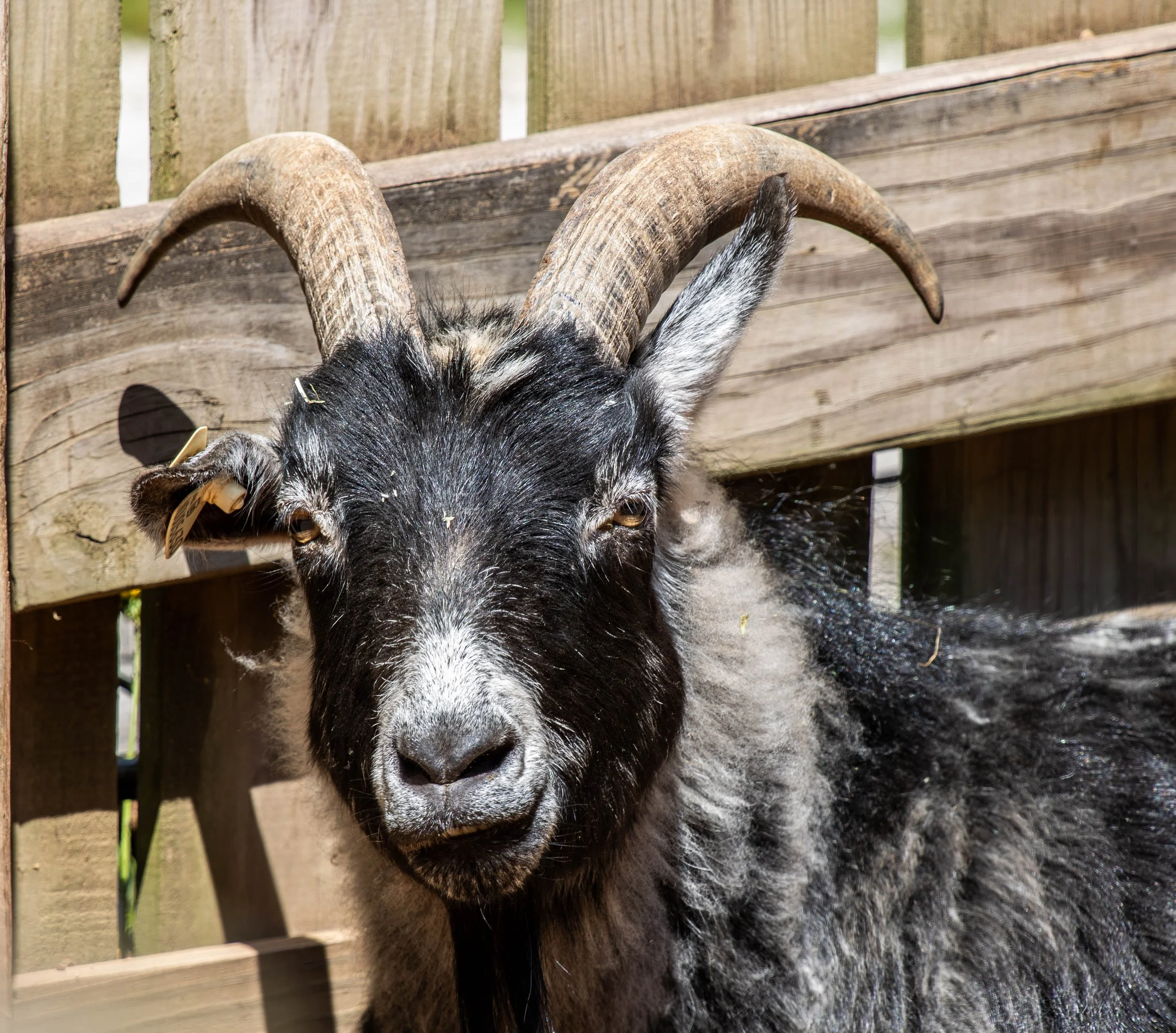 goat (1 of 1).jpg