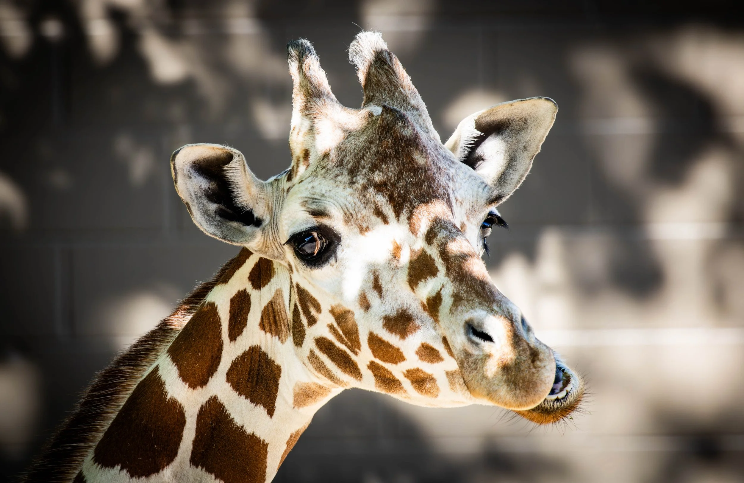 Giraffe Funny (1 of 1).jpg