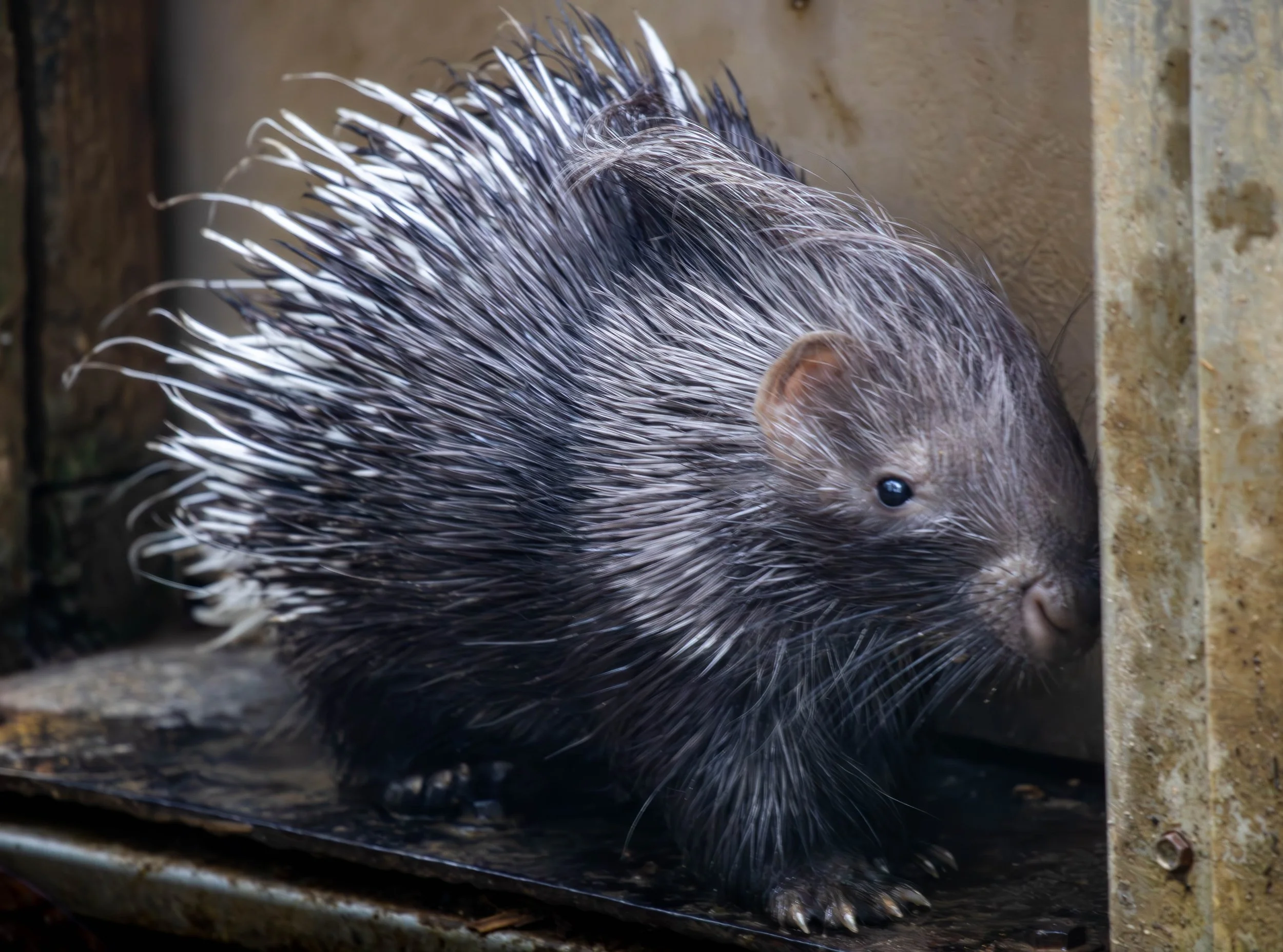 Cape Porcupine (1 of 1).jpg