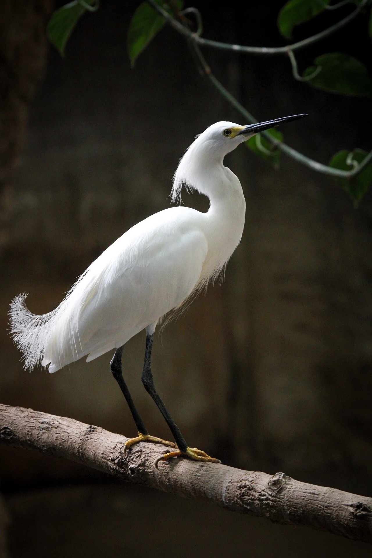 Copy of Snowy Egret(1).jpg