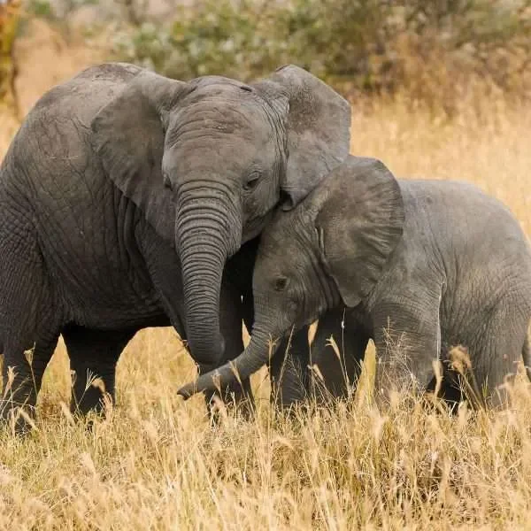 Two baby elephants standing in a grassy area, touching each other with their trunks.