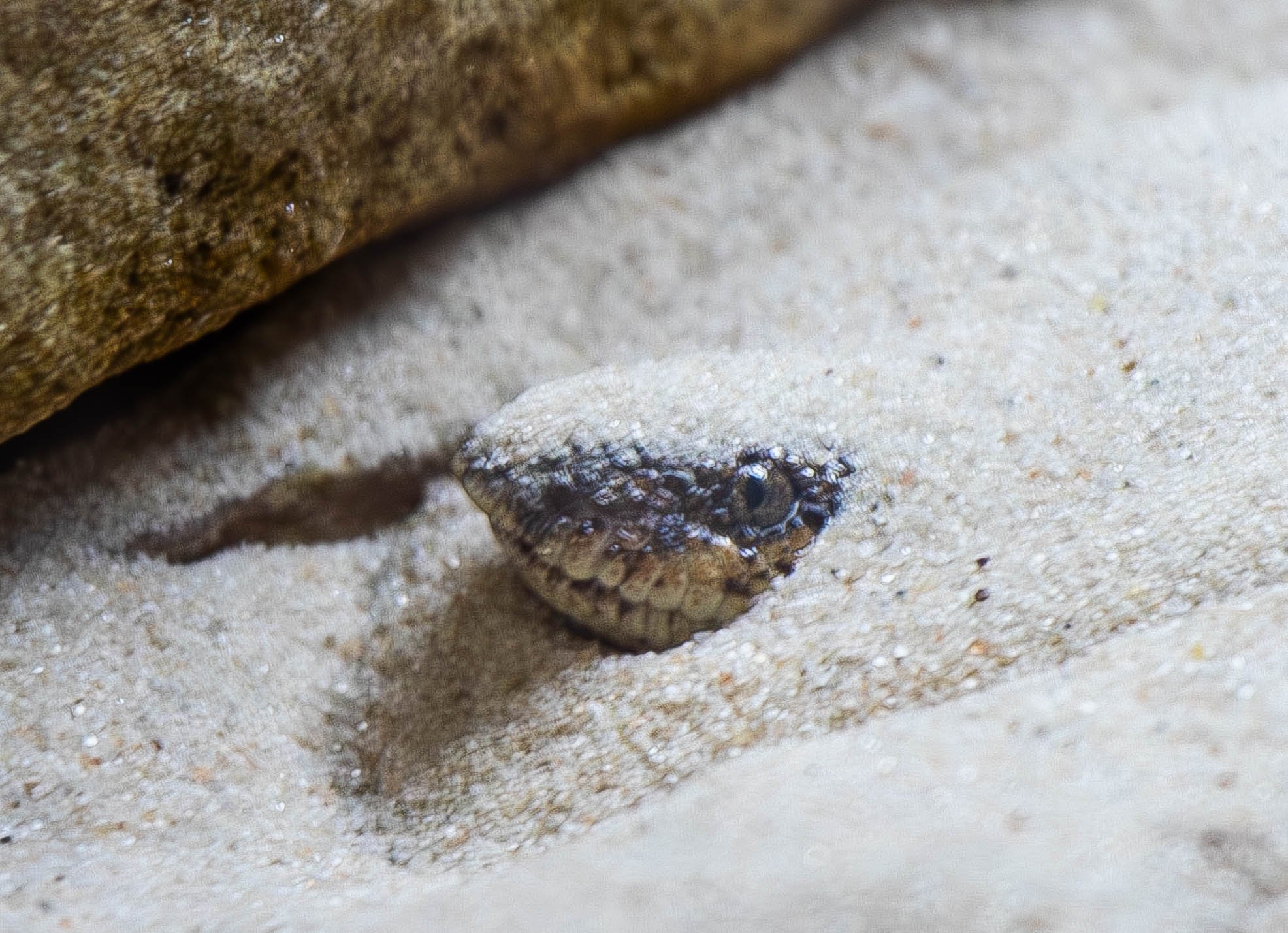sand boa (1 of 1).jpg