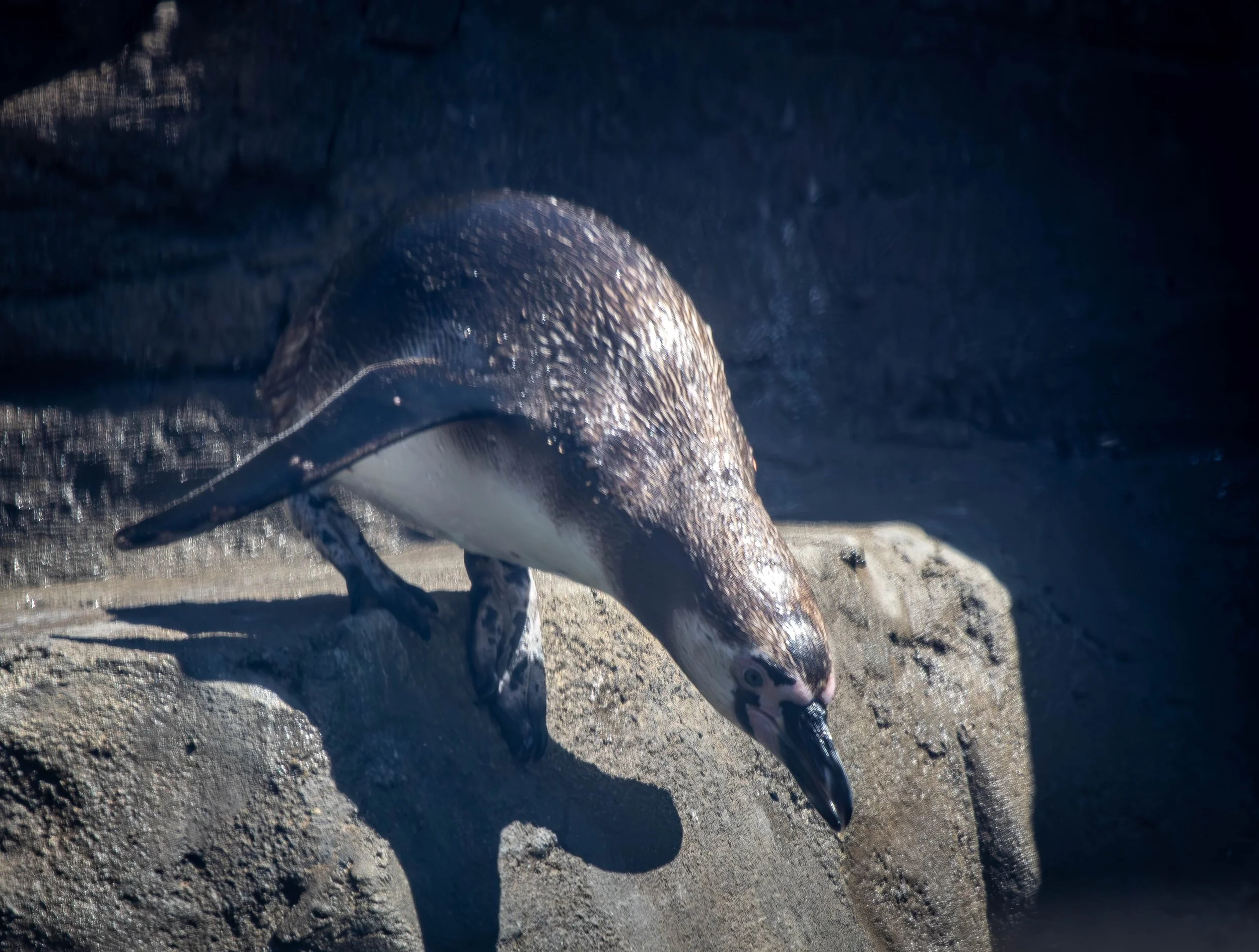 penguin 2 (1 of 1).jpg