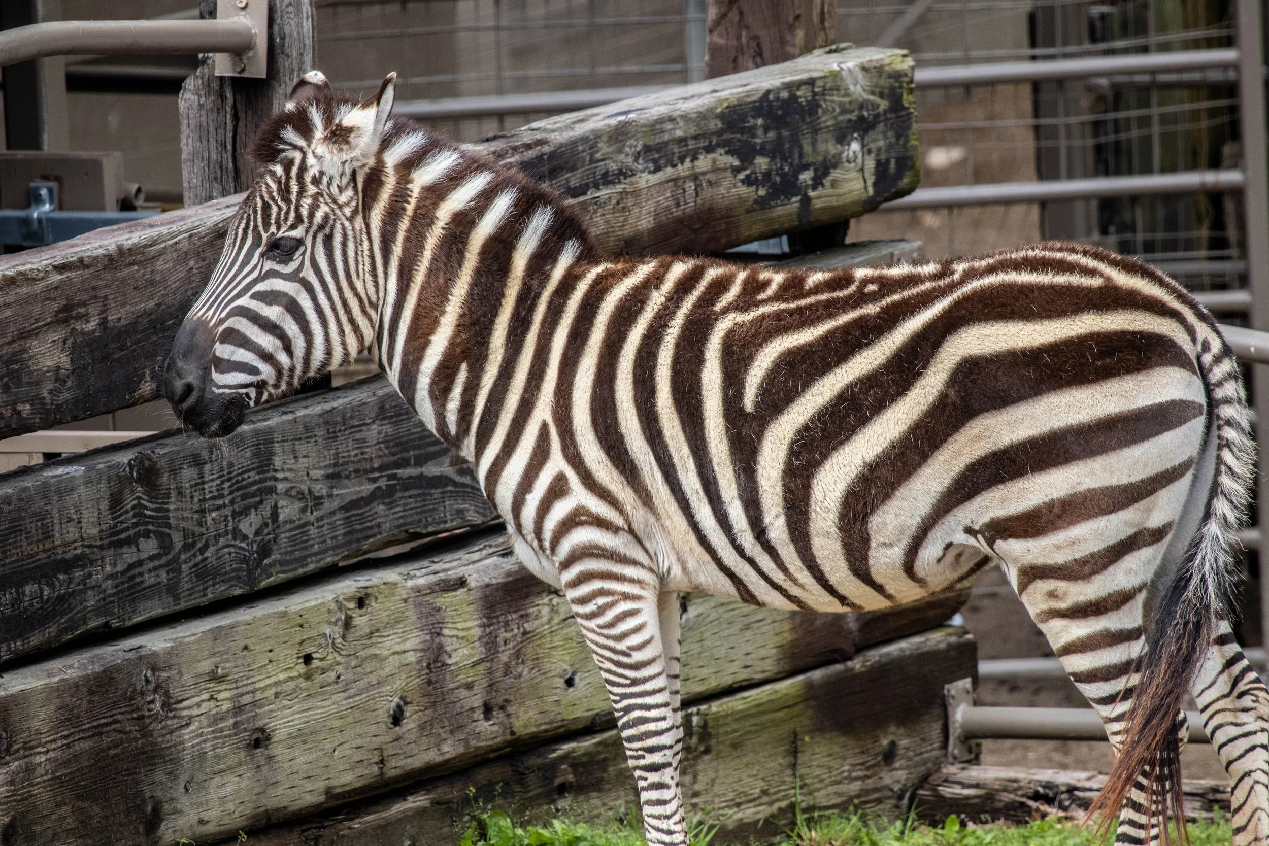 Zebra (1 of 1).jpg