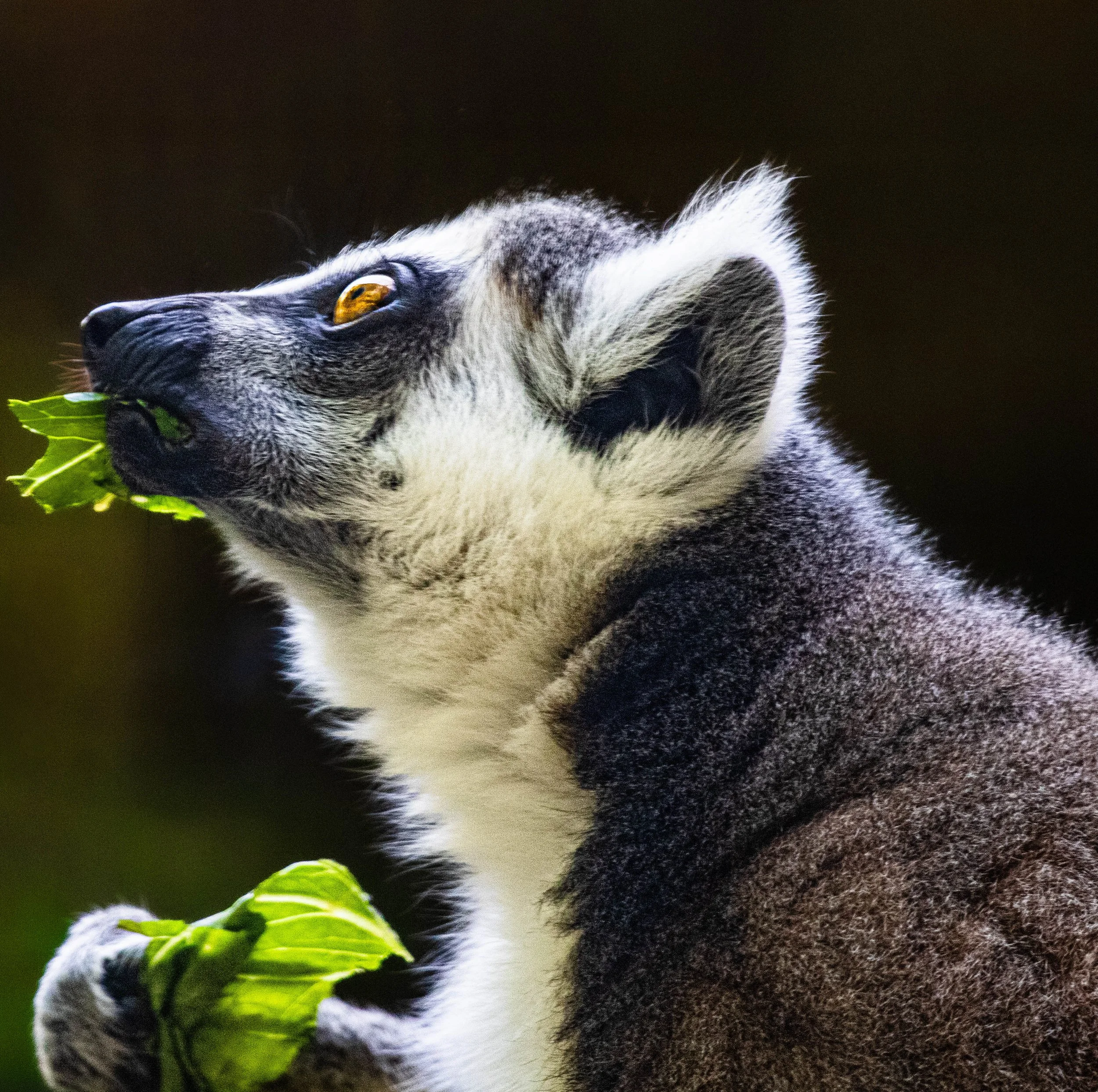 A Siberian Husky dog with striking yellow eyes, lying on a brown carpet, holding a green leaf in its mouth with part of a green plant visible in the foreground.
