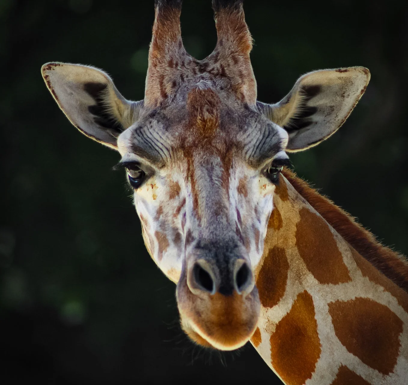 Copy of Giraffe.jpg