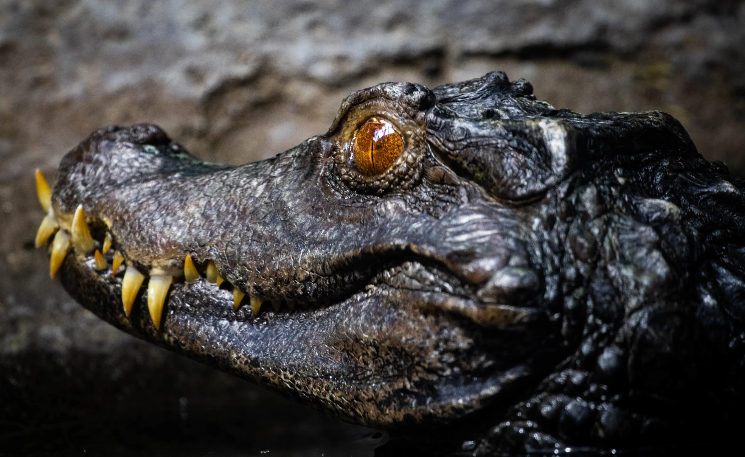 Copy of Dwarf Caiman.jpg