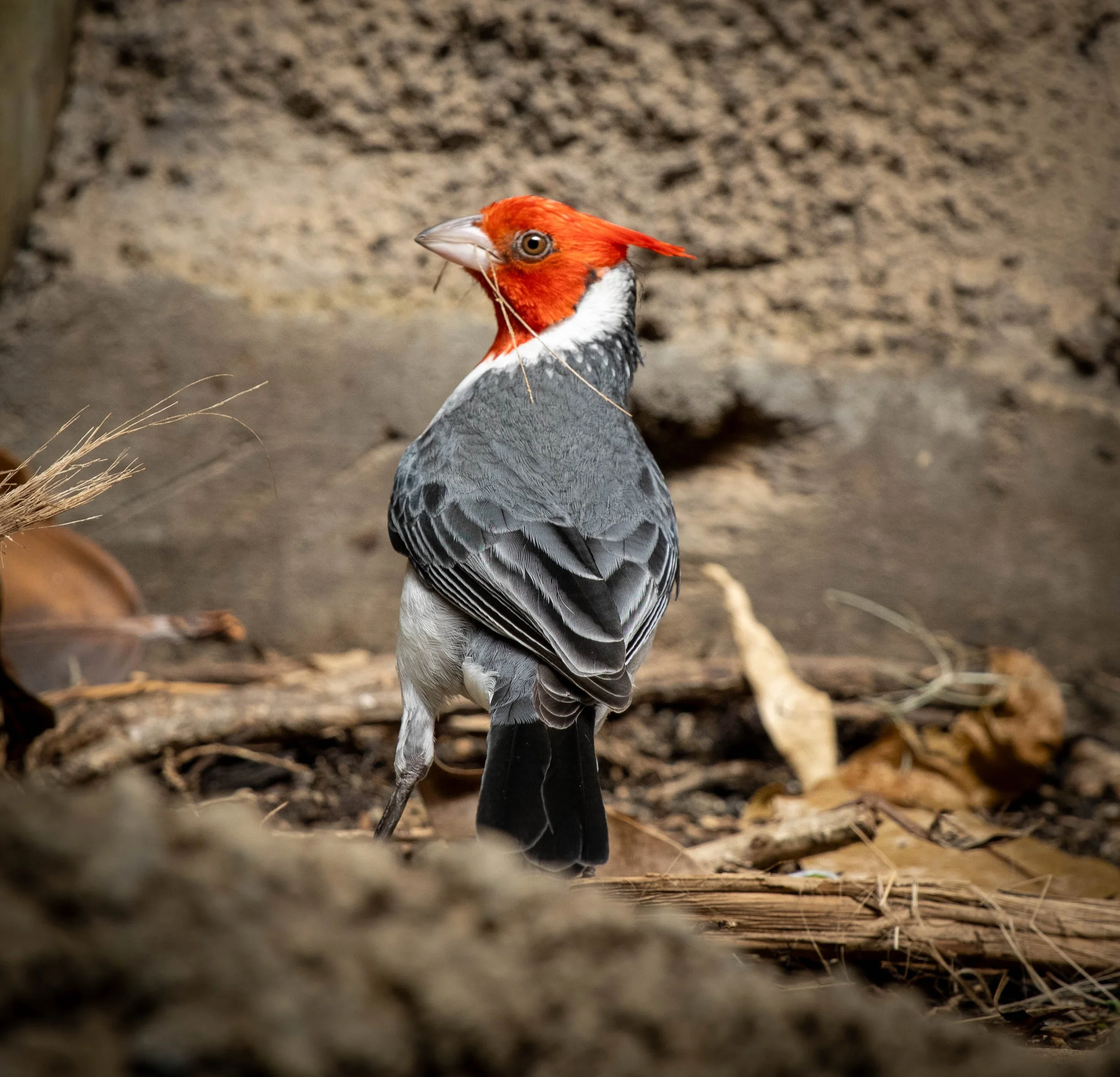 Copy of red crested cardnal  (1 of 1).jpg