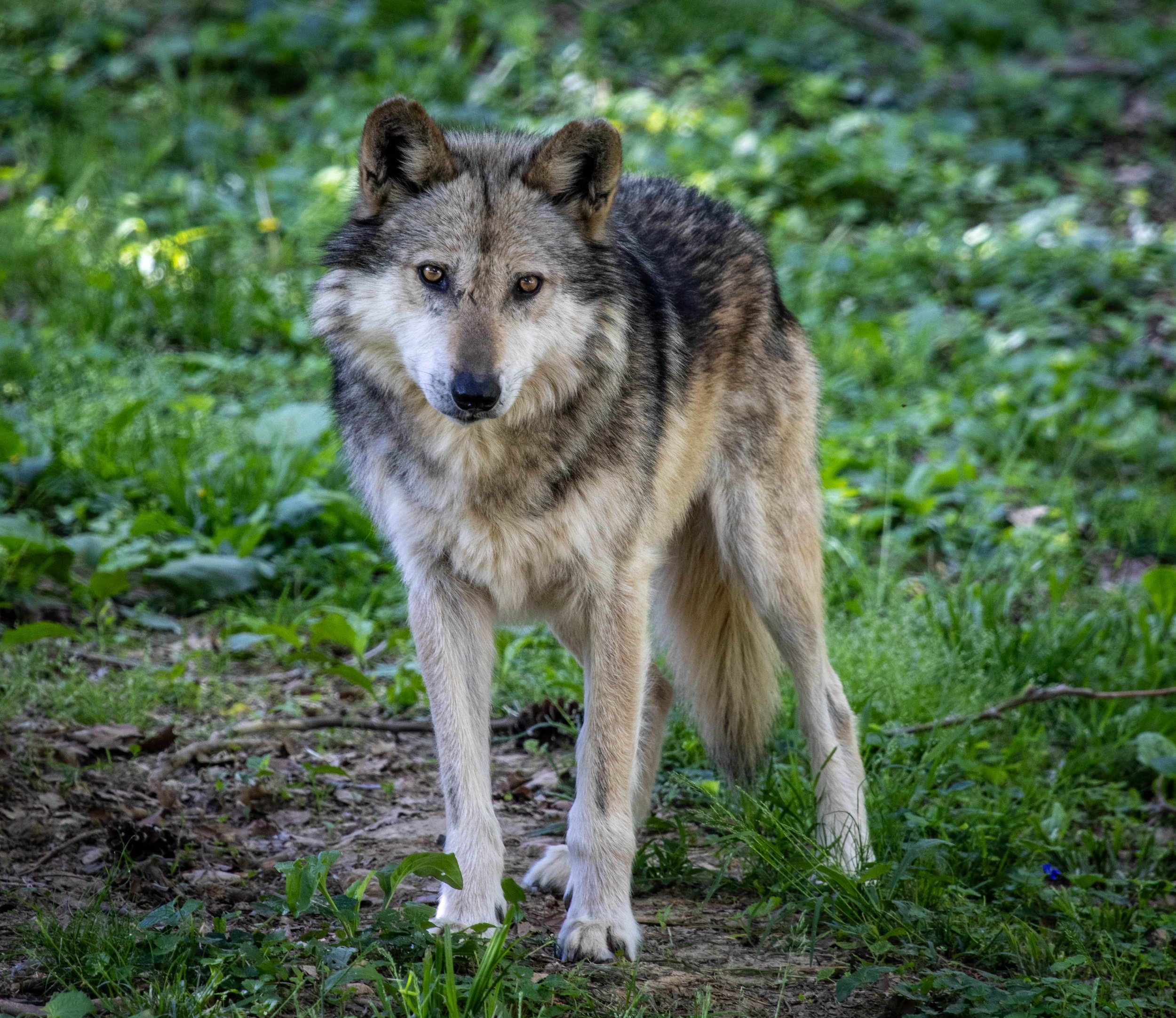 Mexican Gray Wolf 2 (1 of 1).jpg