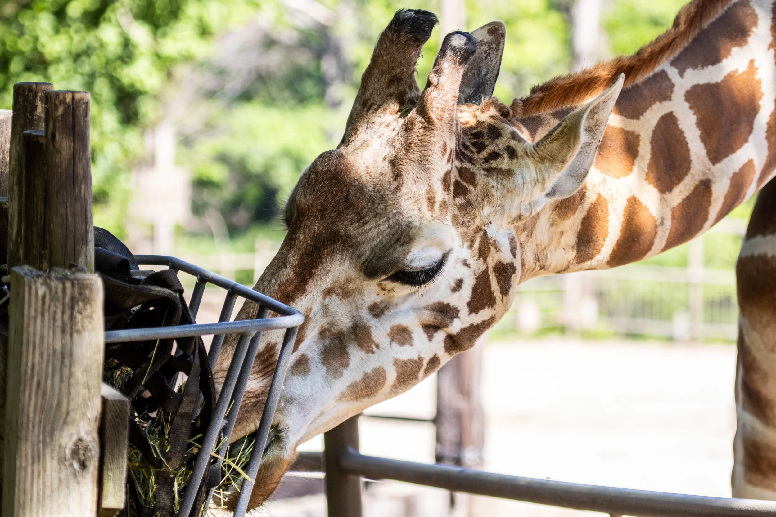 Giraffe eating (1 of 1).jpg