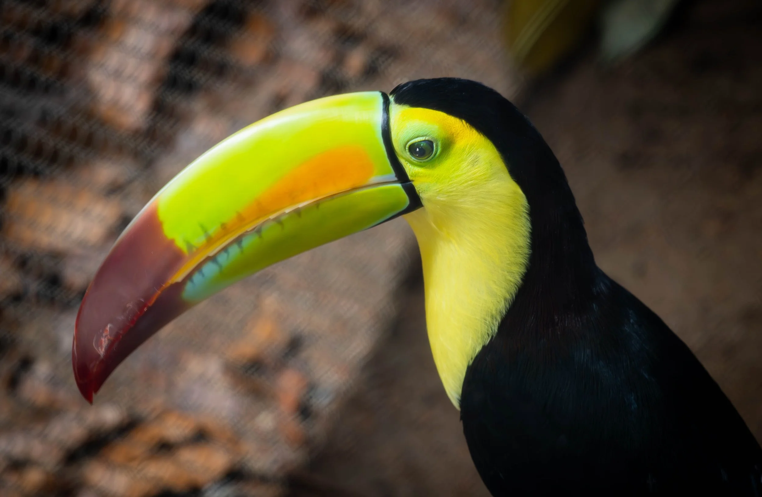 Keel- Billed Toucan (1 of 1).jpg