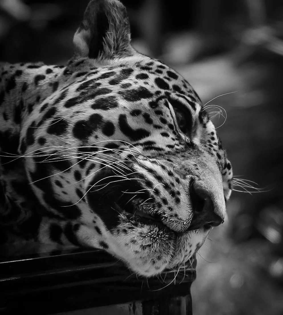 Copy of Jaguar(1).jpg