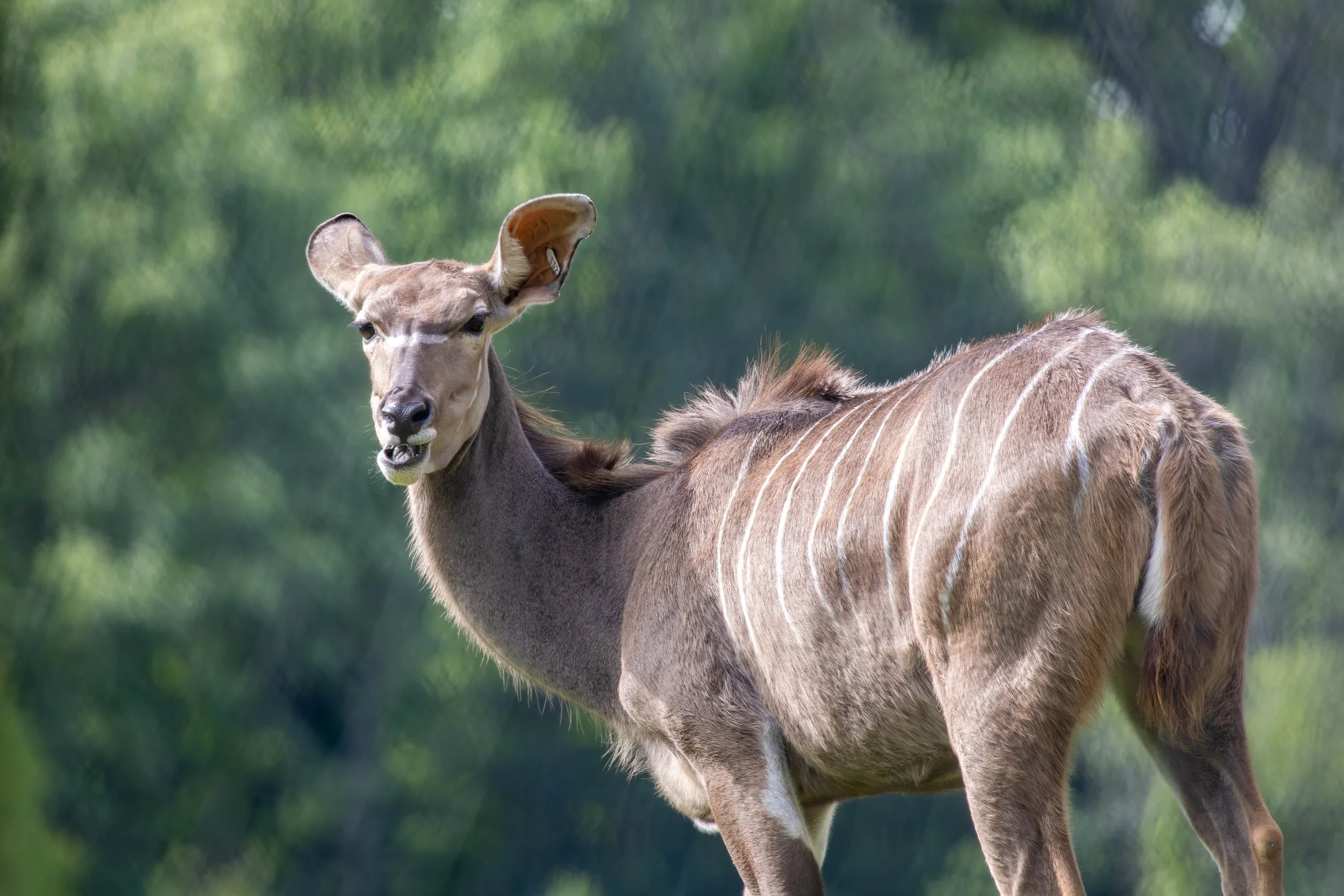Greater Kudu (1 of 1).jpg
