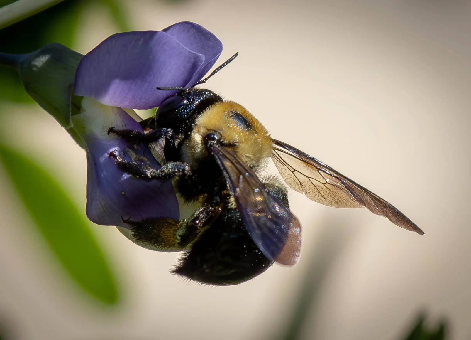 bee 2 (1 of 1).jpg